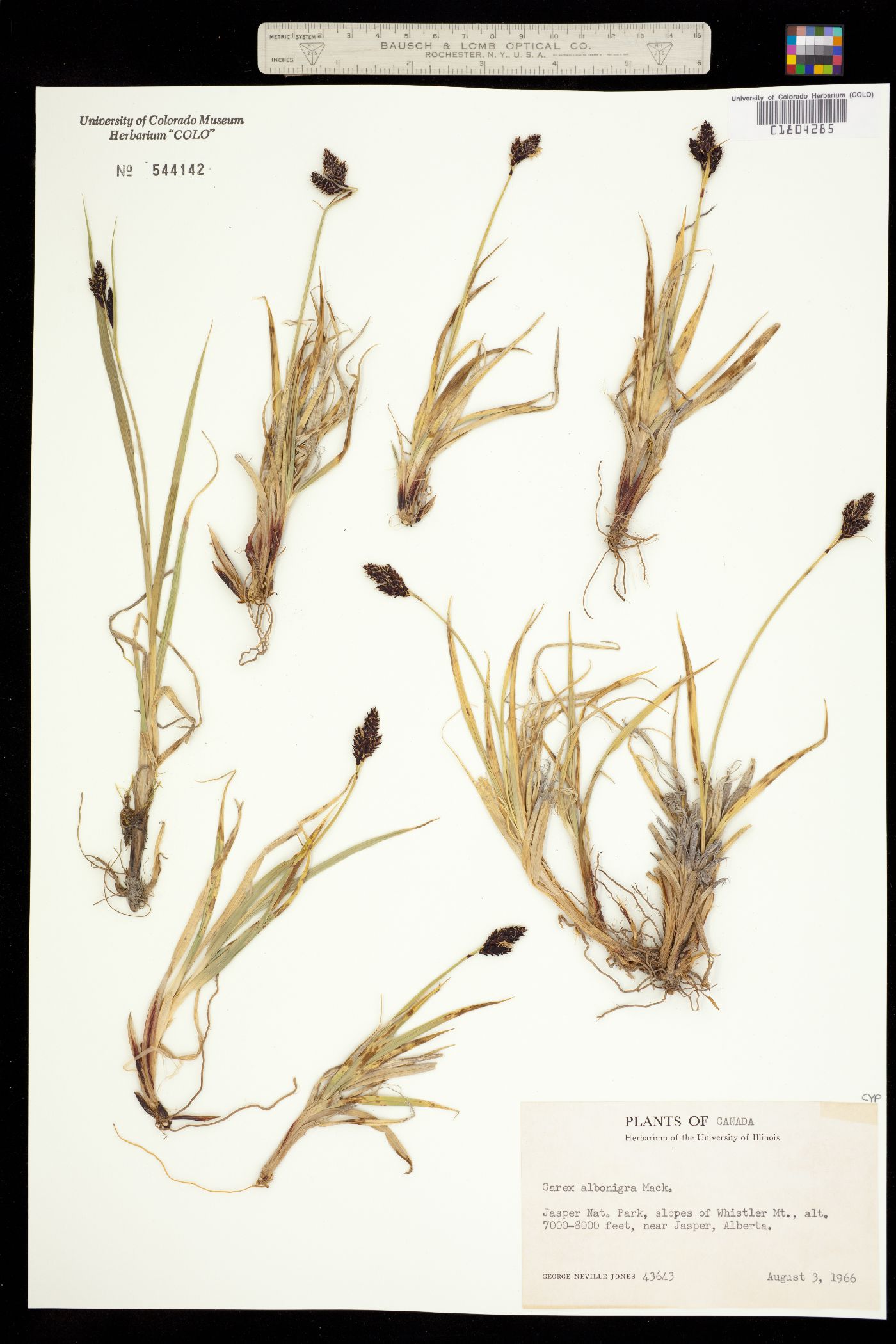 Carex albonigra image