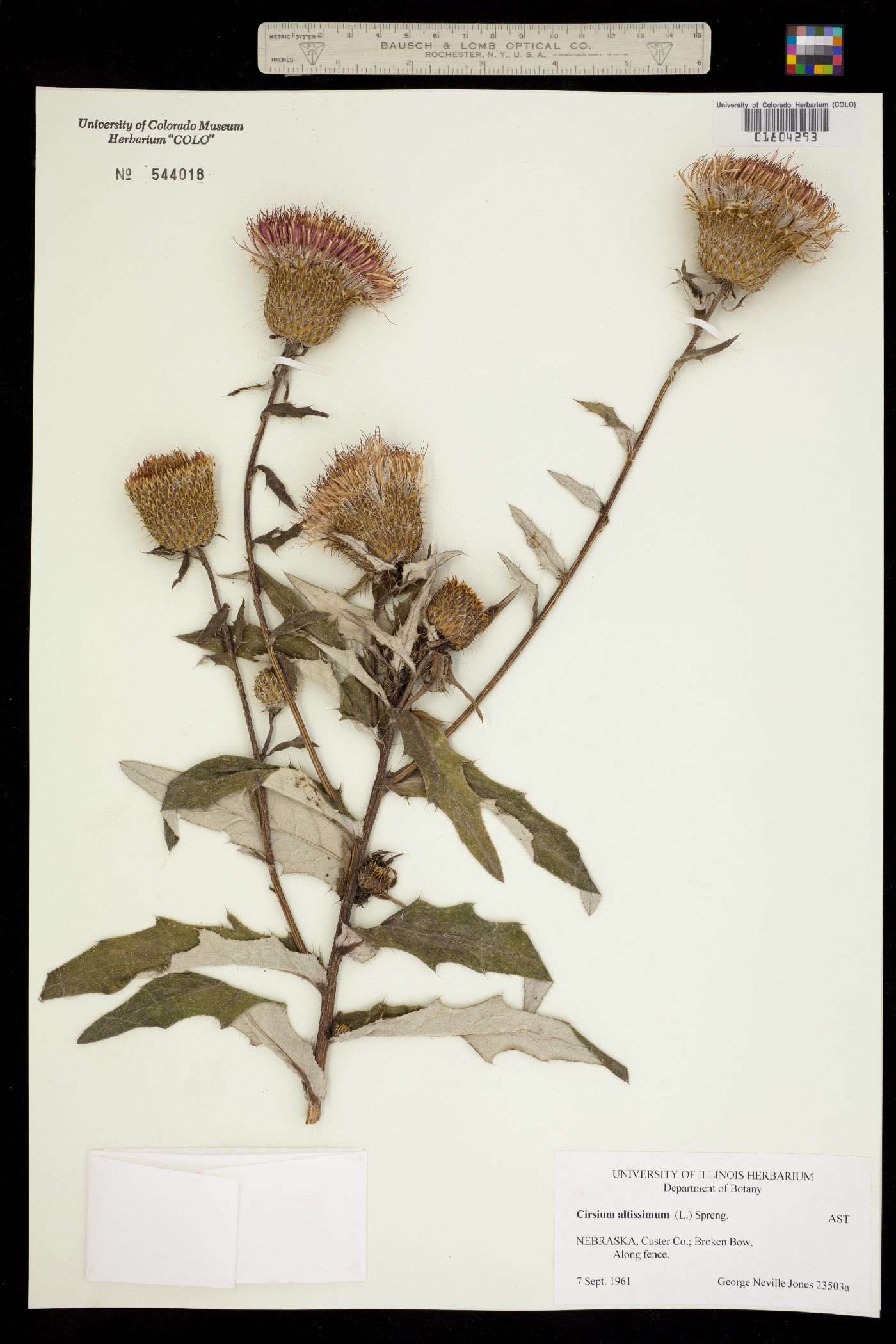 Cirsium altissimum image