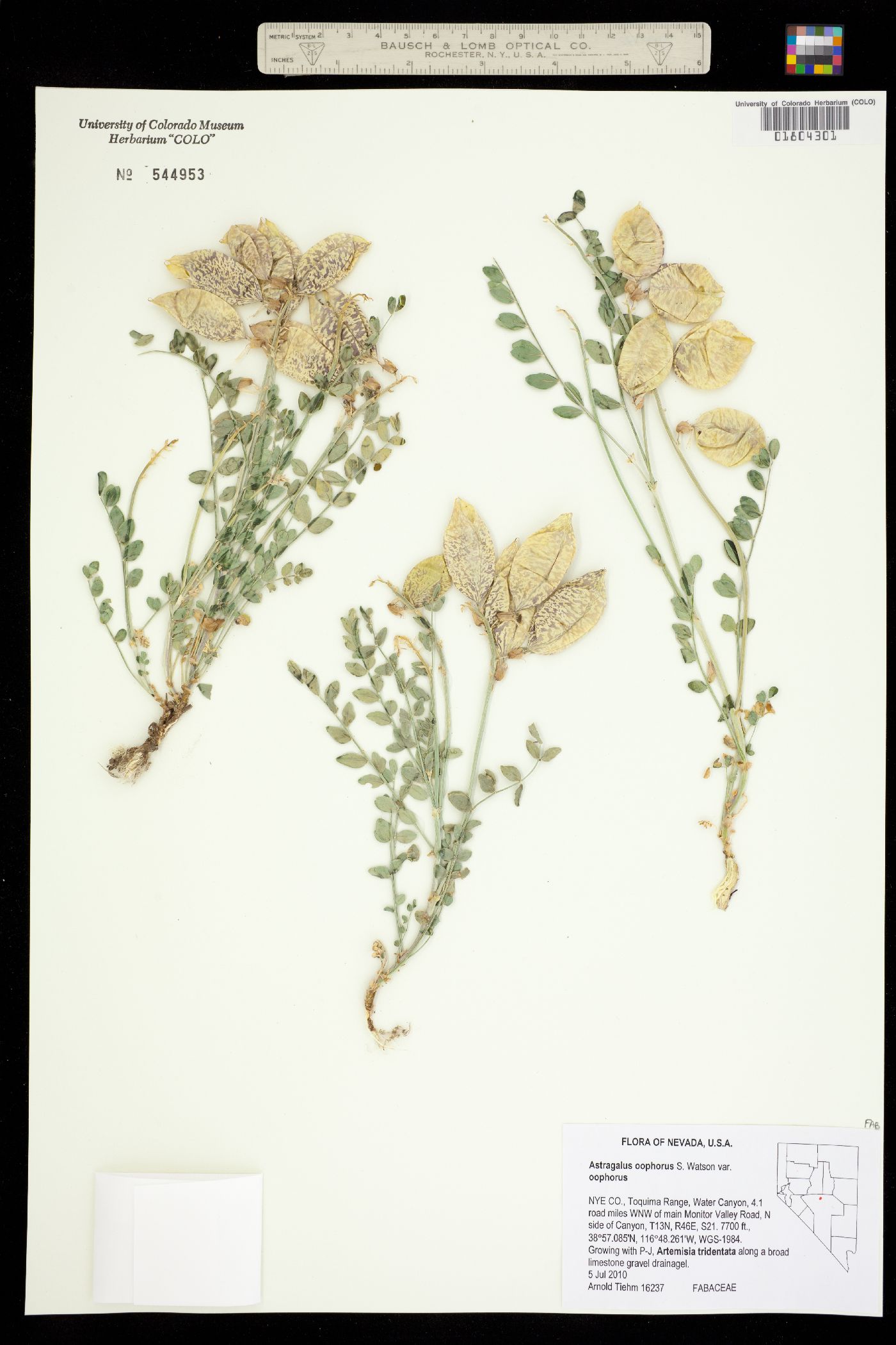 Astragalus oöphorus image