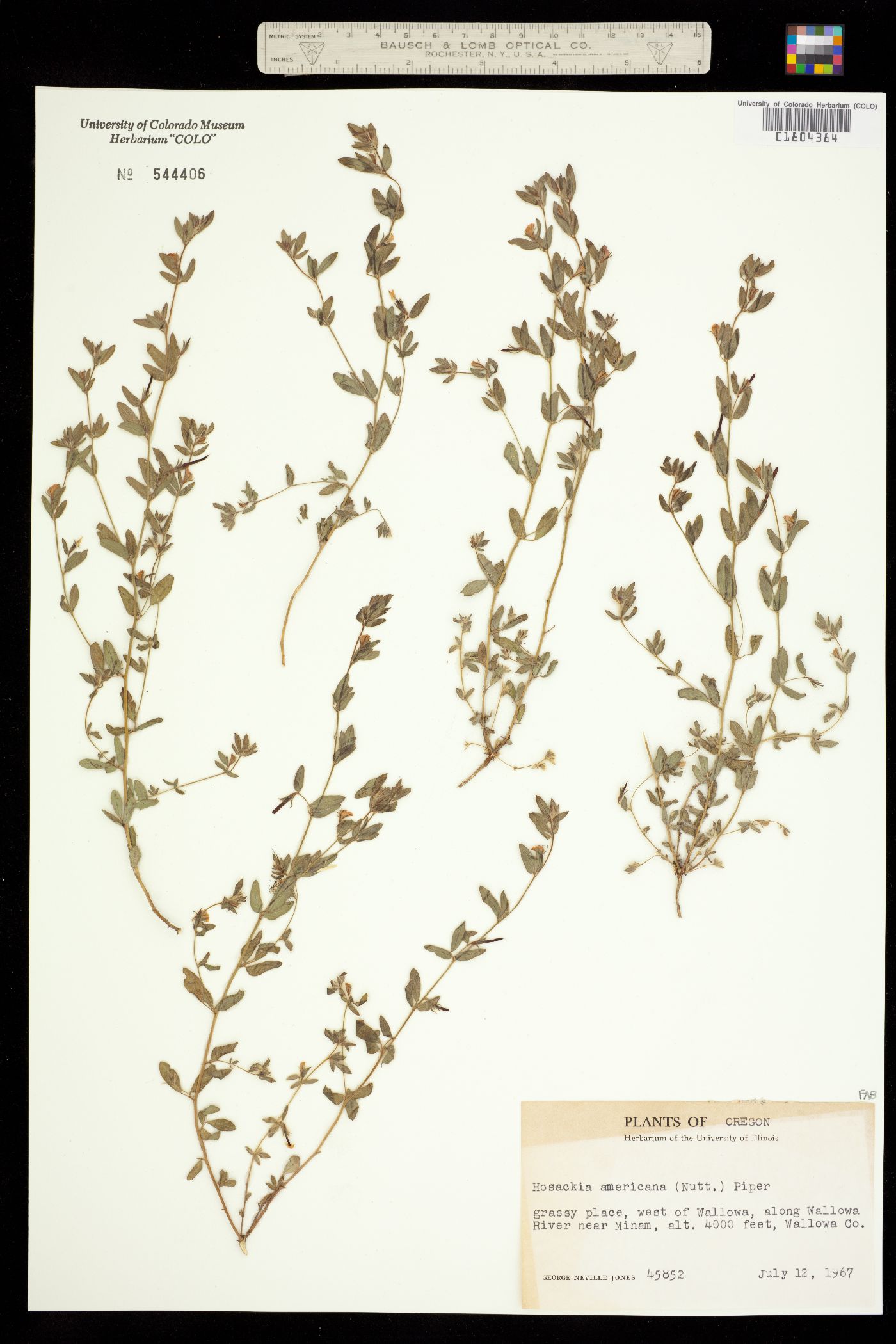 Acmispon americanus image