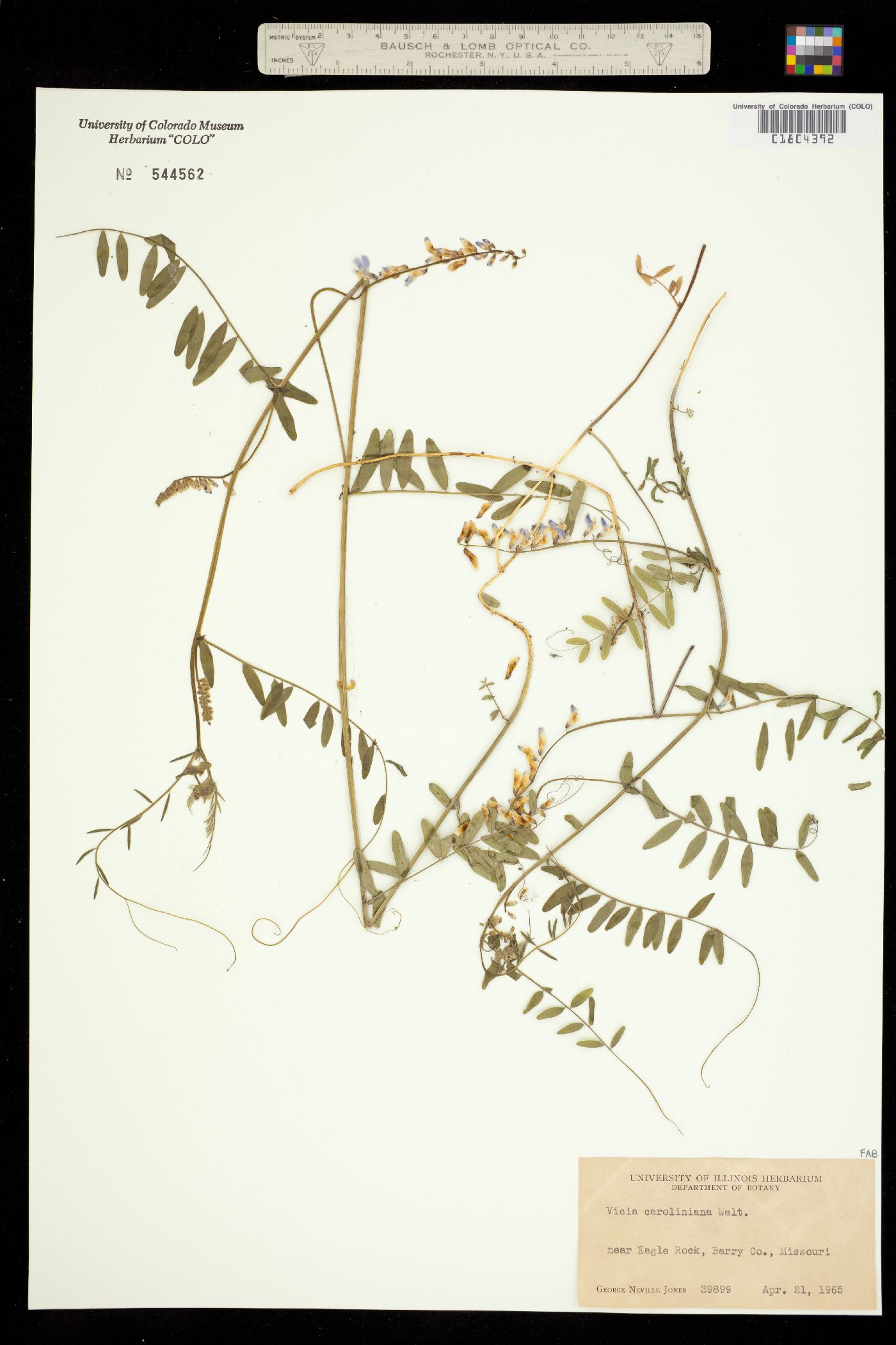 Vicia caroliniana image