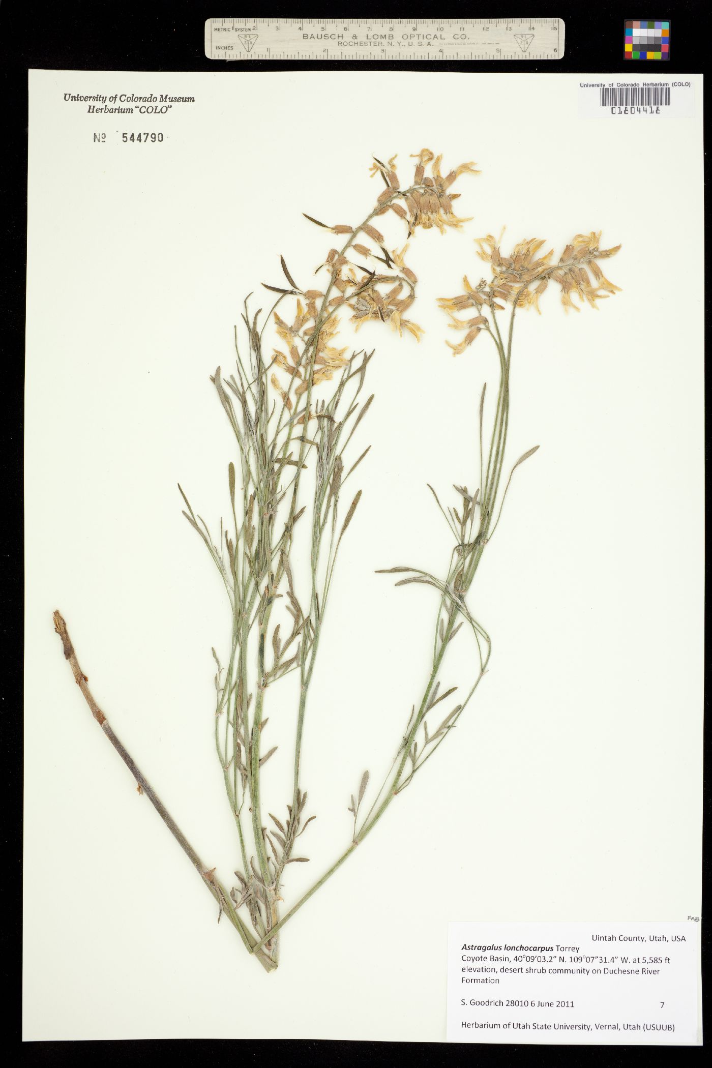 Astragalus lonchocarpus image