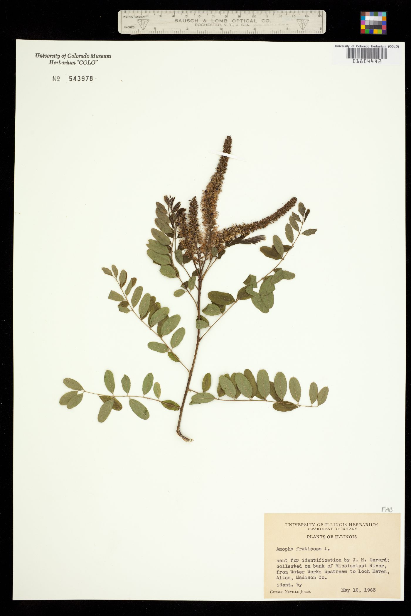 Amorpha fruticosa image