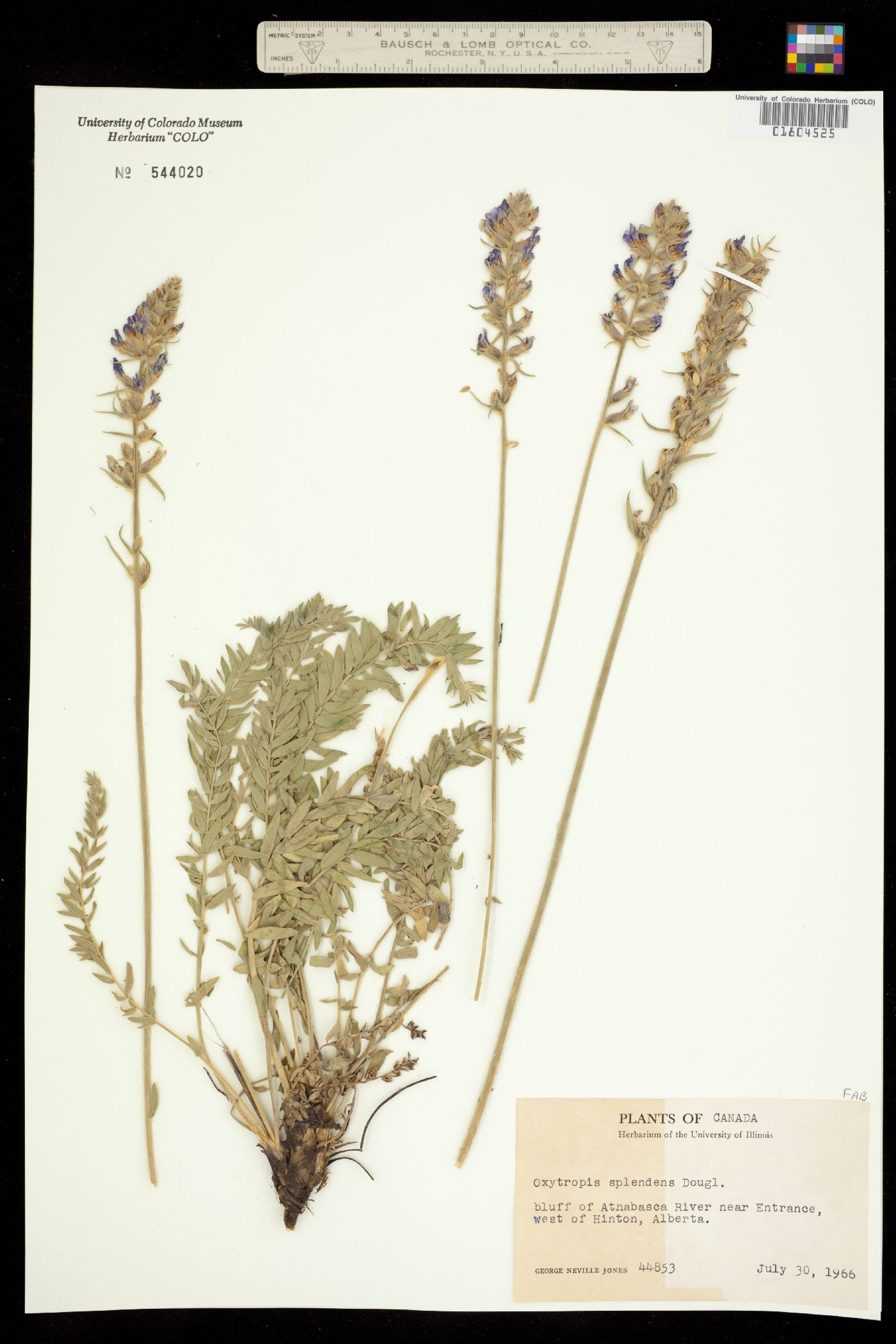 Oxytropis splendens image