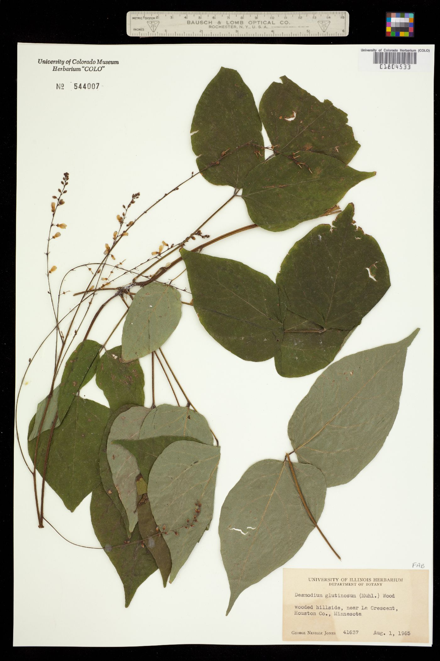 Desmodium glutinosum image