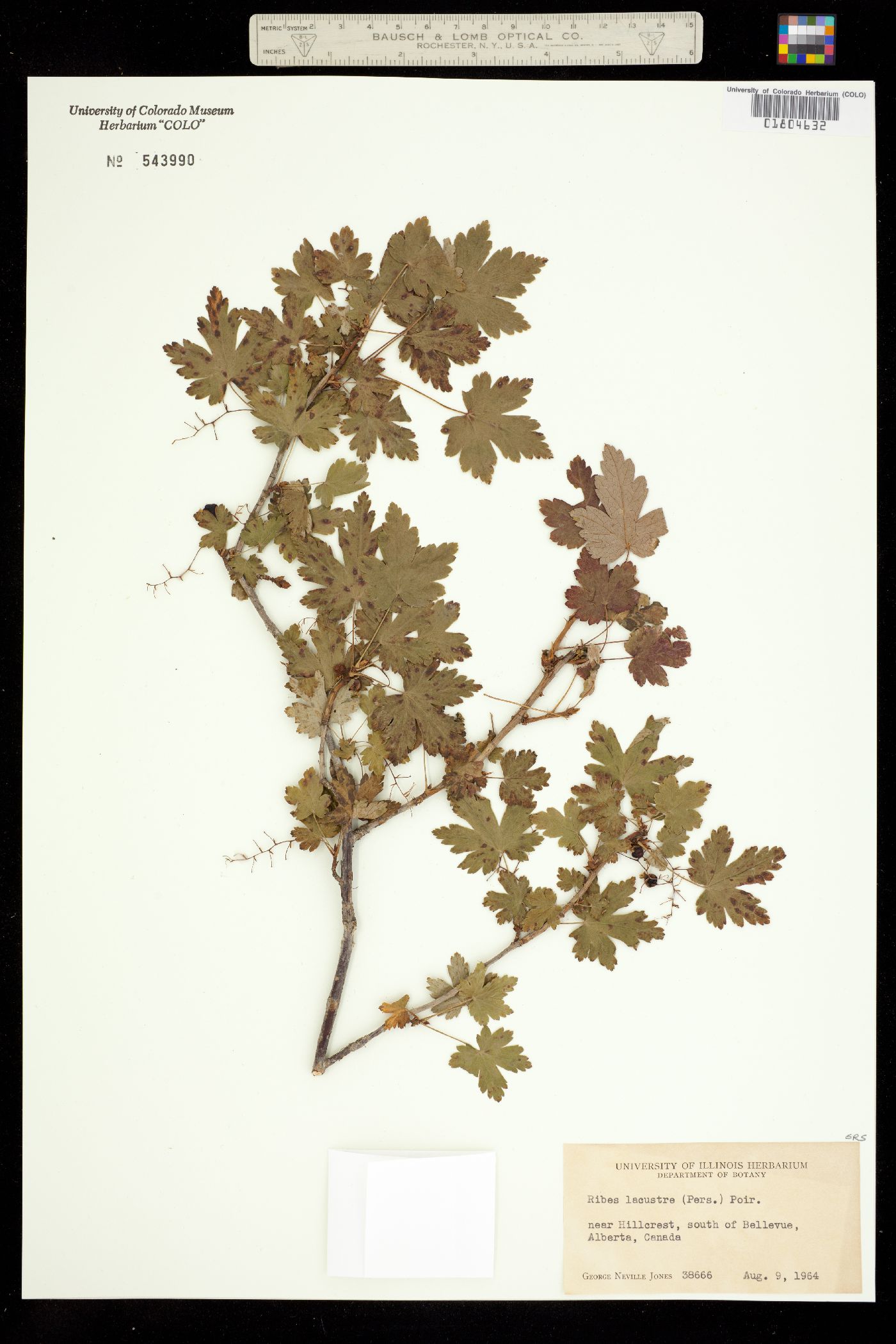 Ribes lacustre image