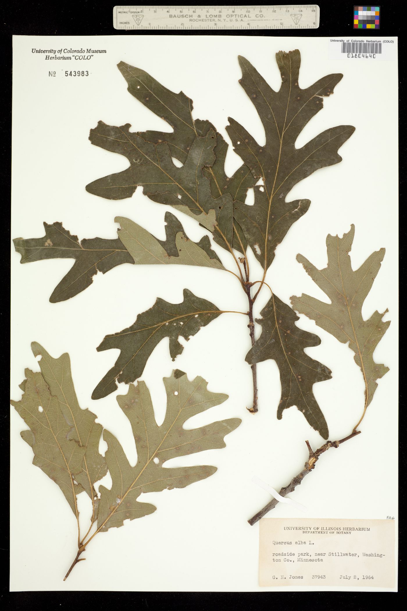 Quercus alba image