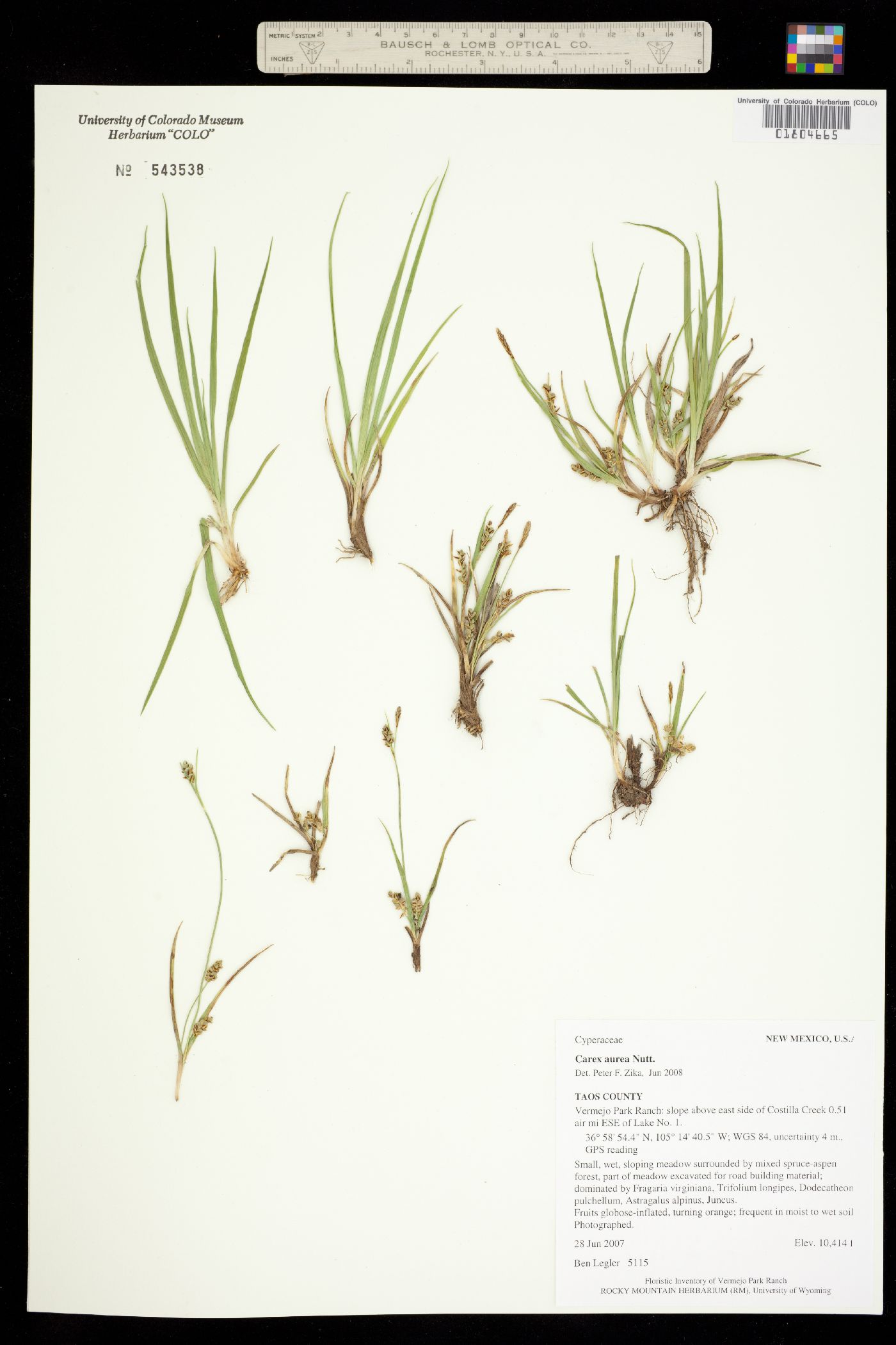 Carex aurea image
