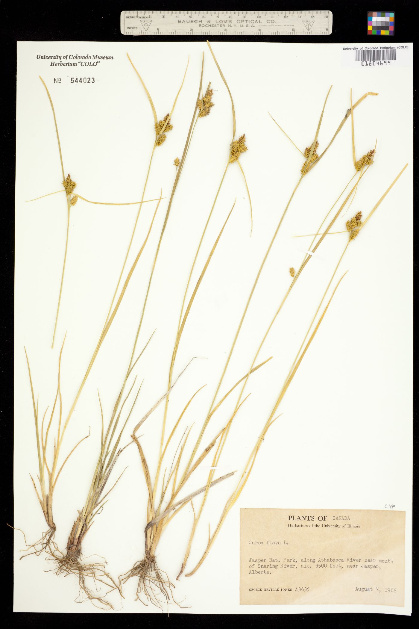 Carex flava image