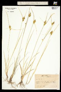 Image of Carex flava