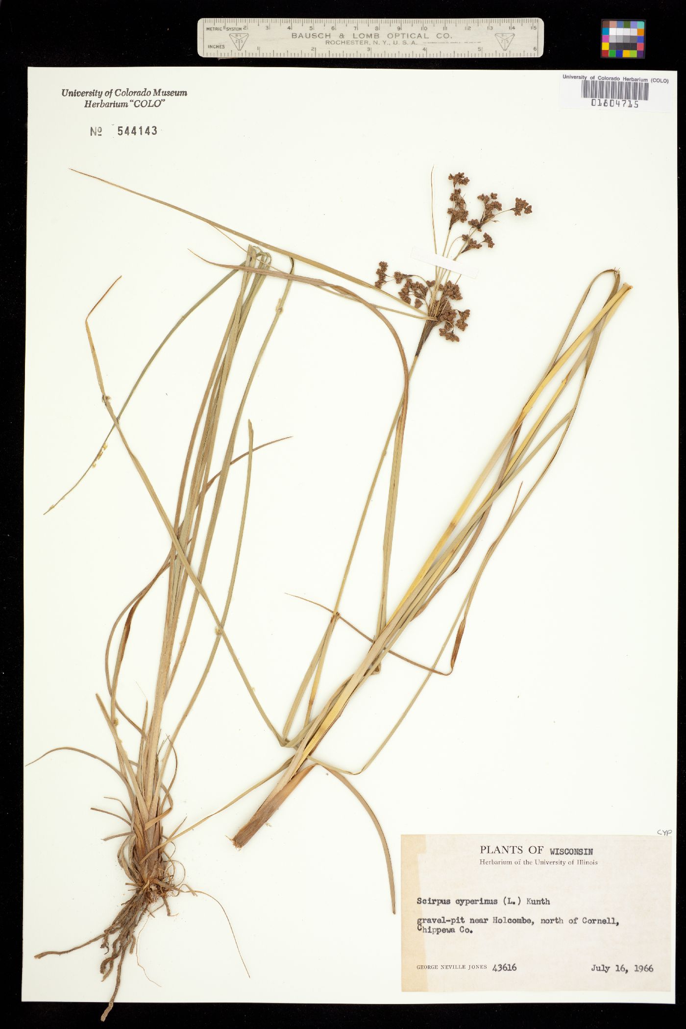 Scirpus cyperinus image