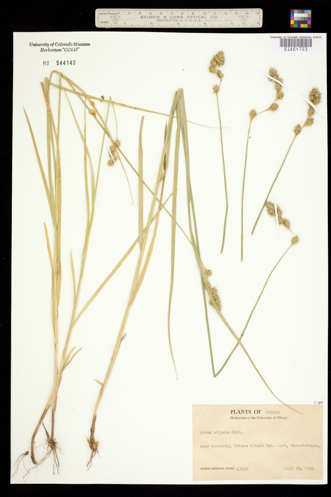 Carex stipata image