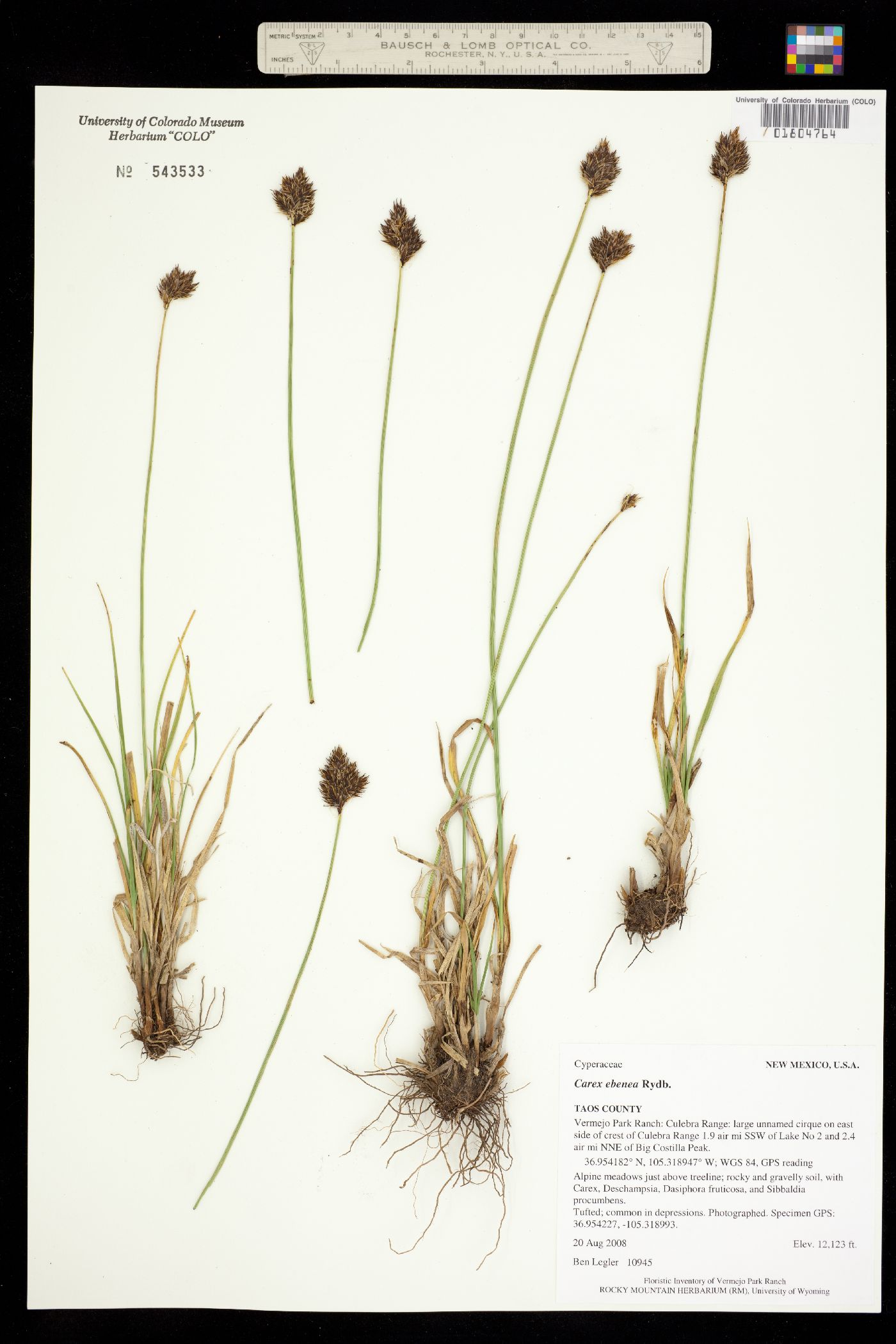 Carex ebenea image