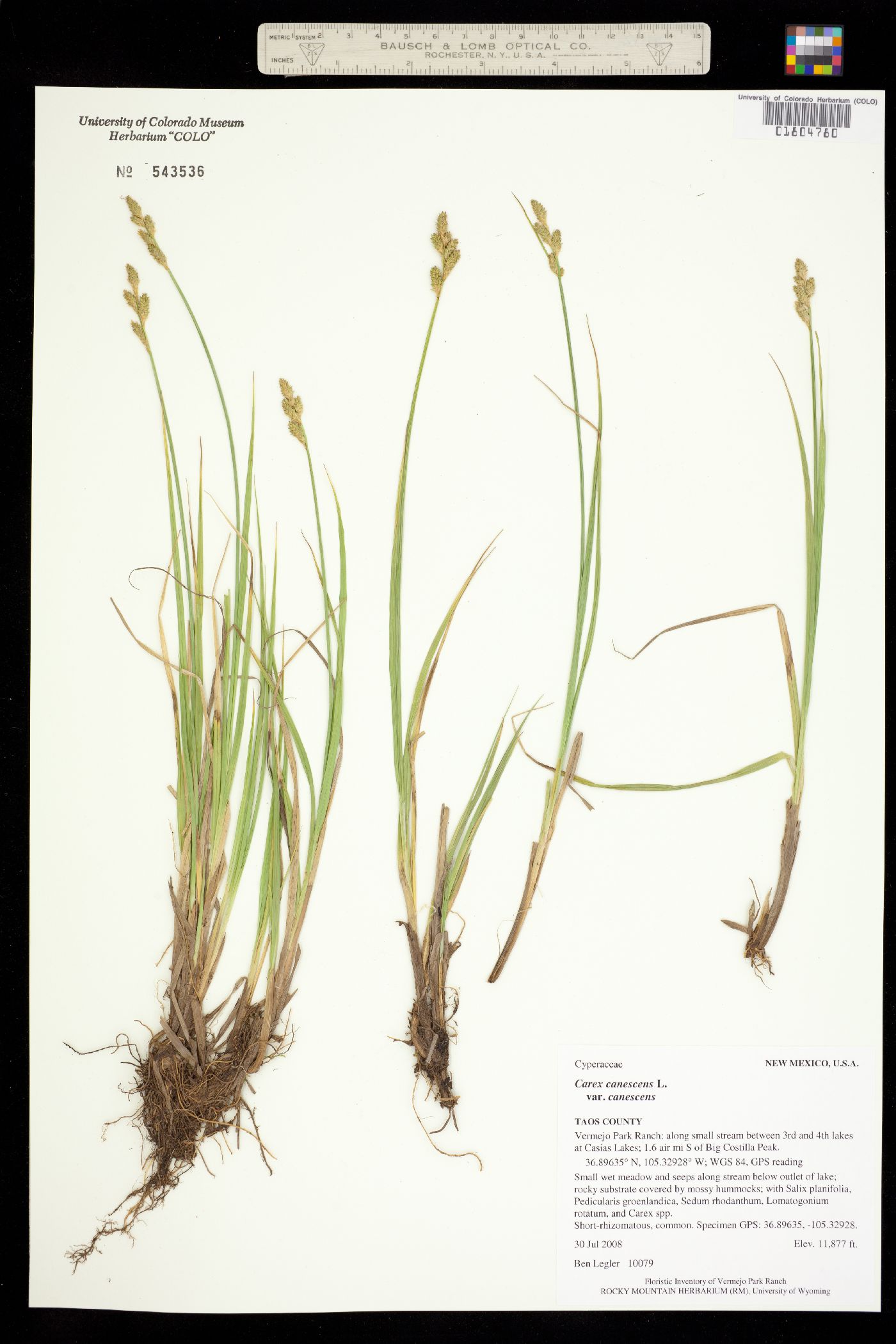 Carex canescens image