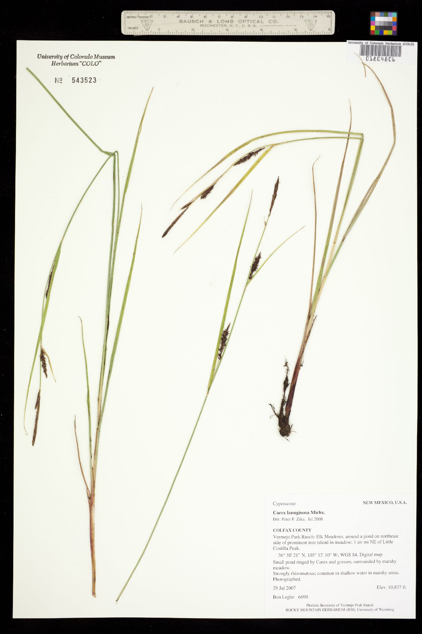 Carex lanuginosa image