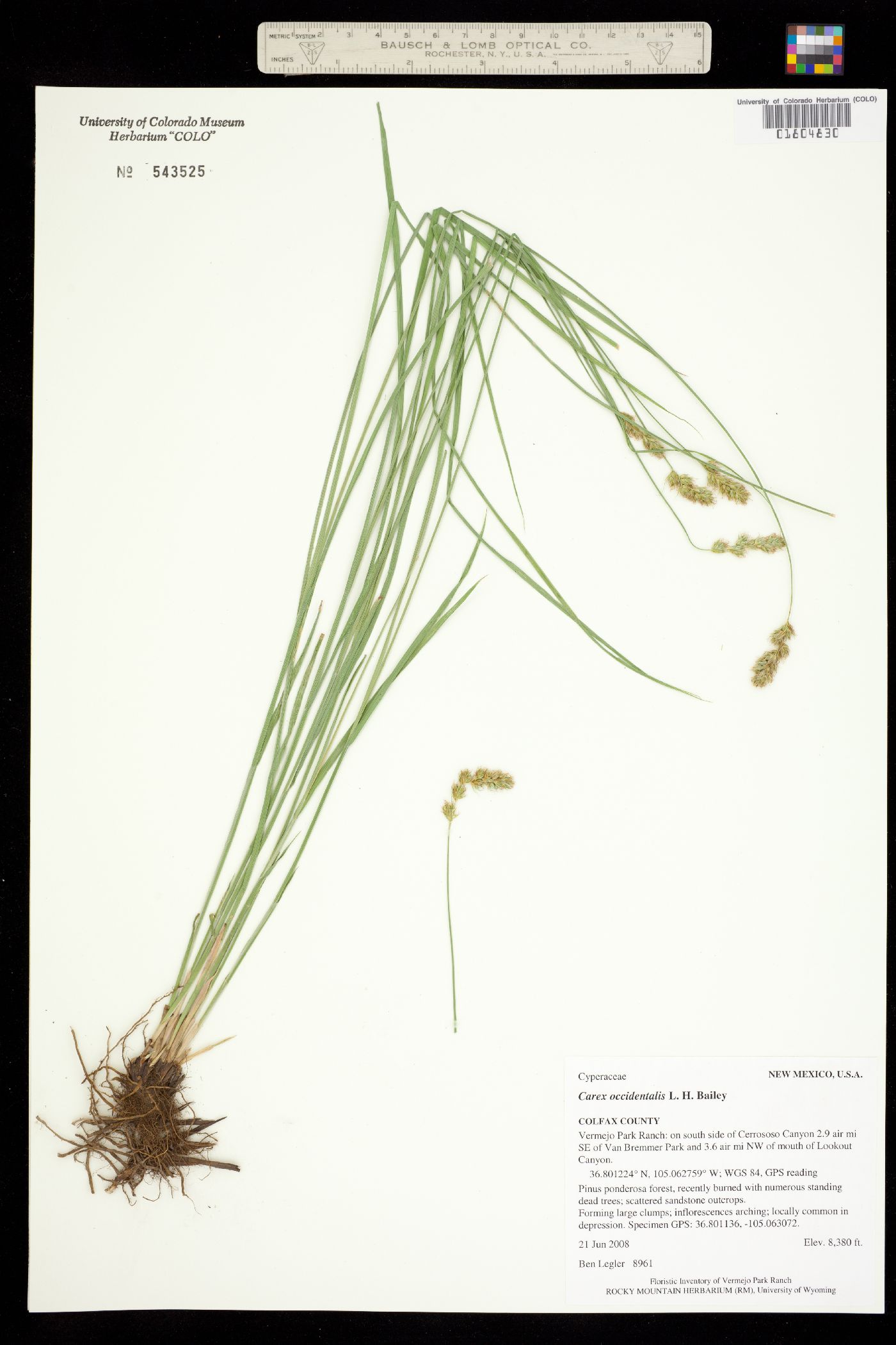 Carex occidentalis image