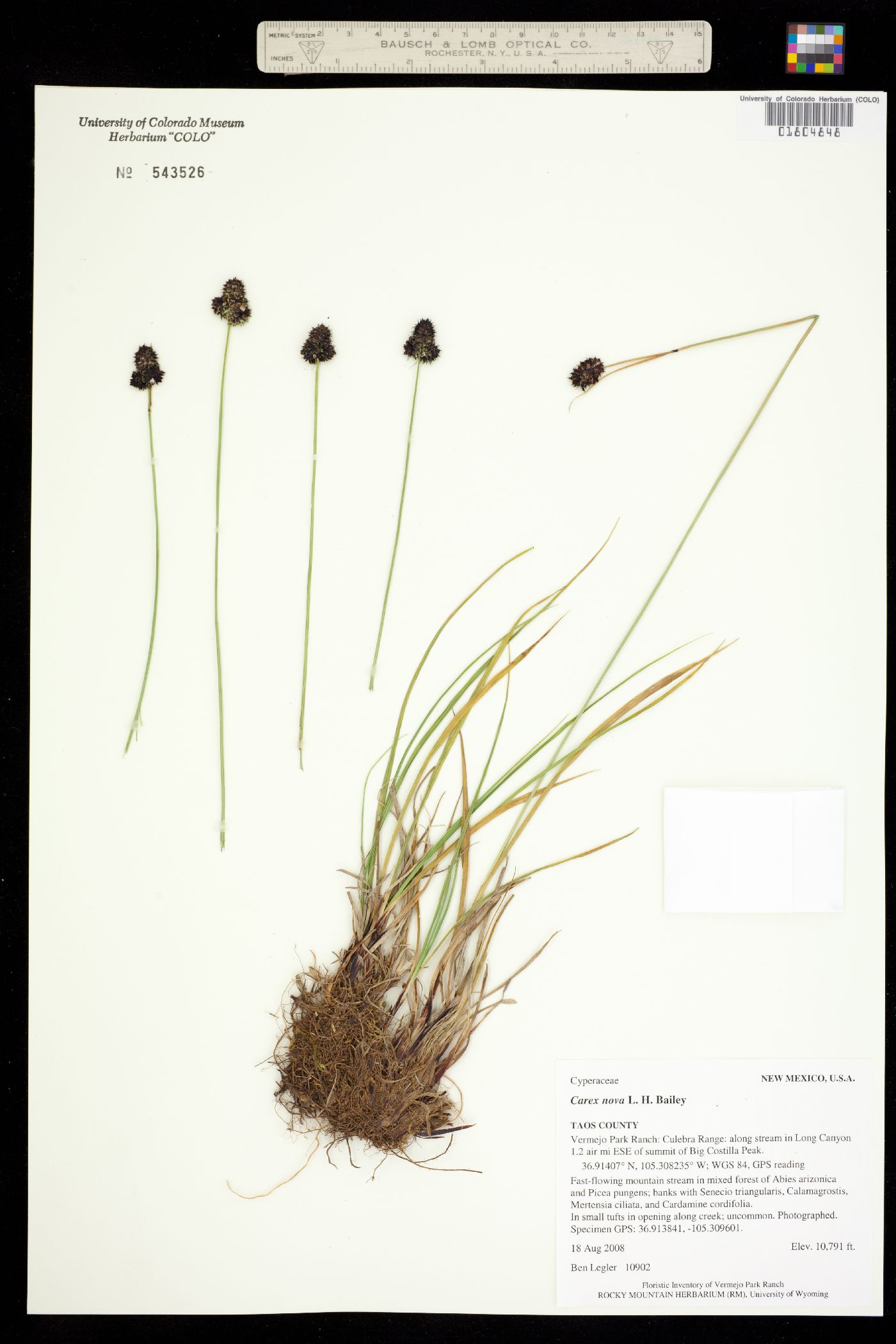 Carex nova image