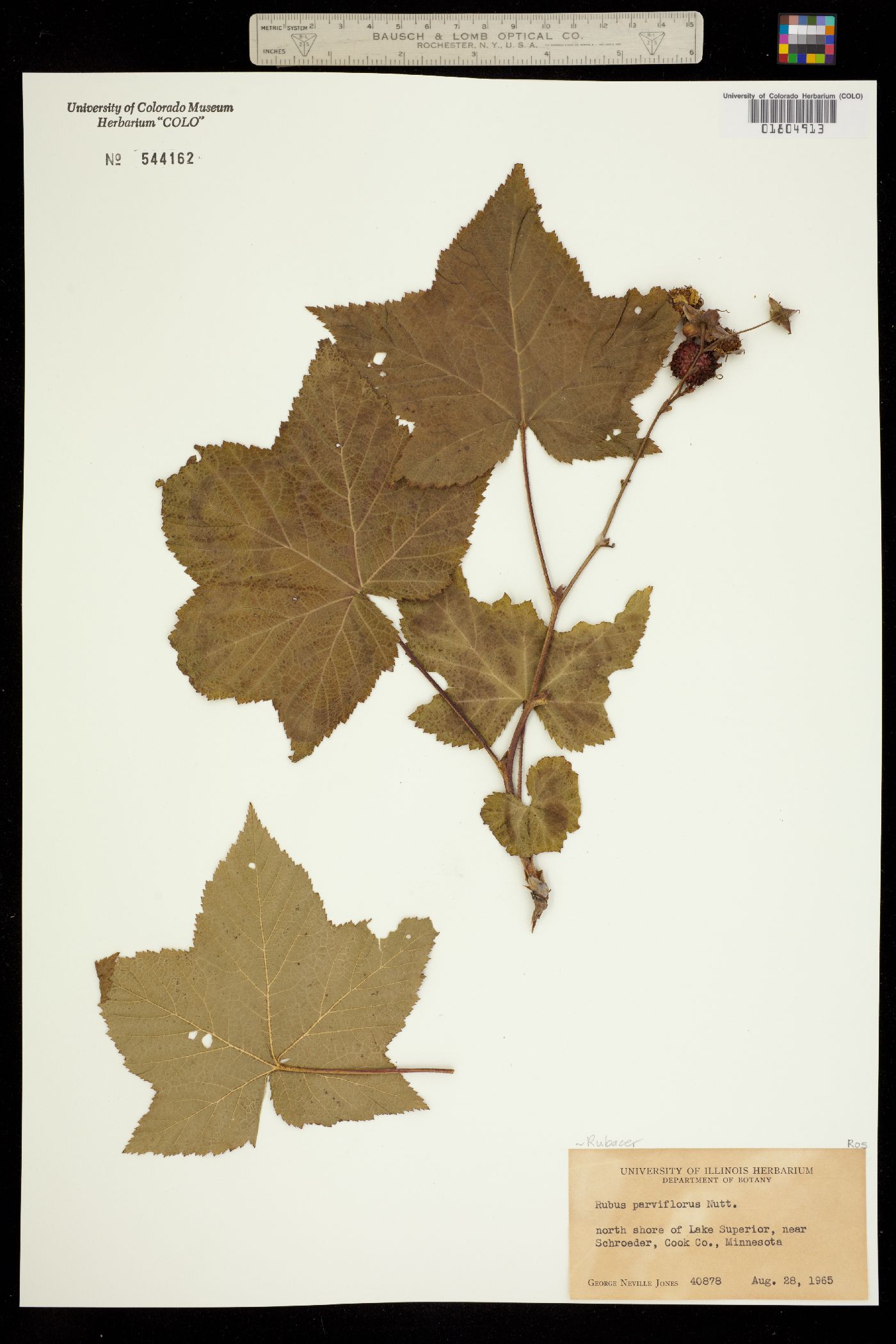 Rubus parviflorus image