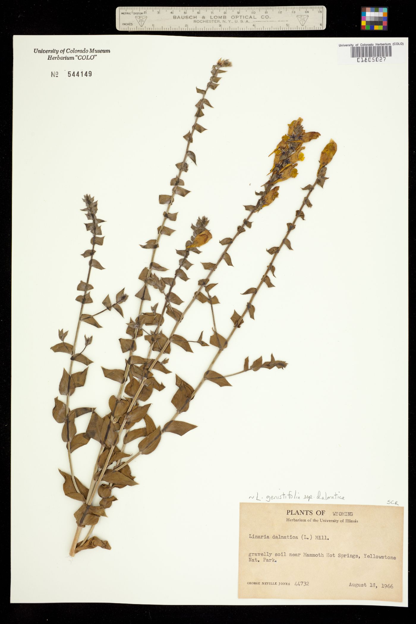 Linaria genistifolia image