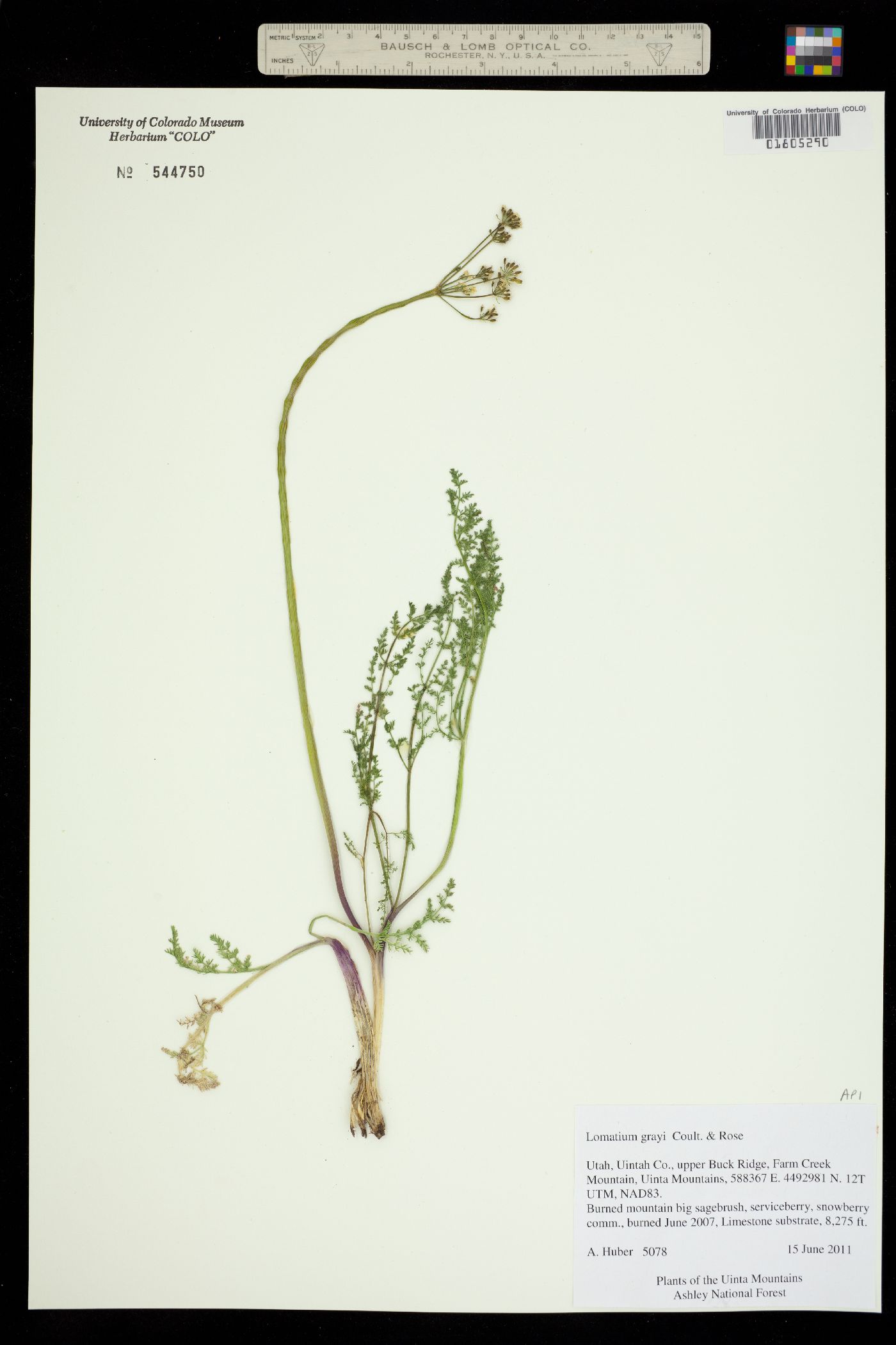 Lomatium grayi image