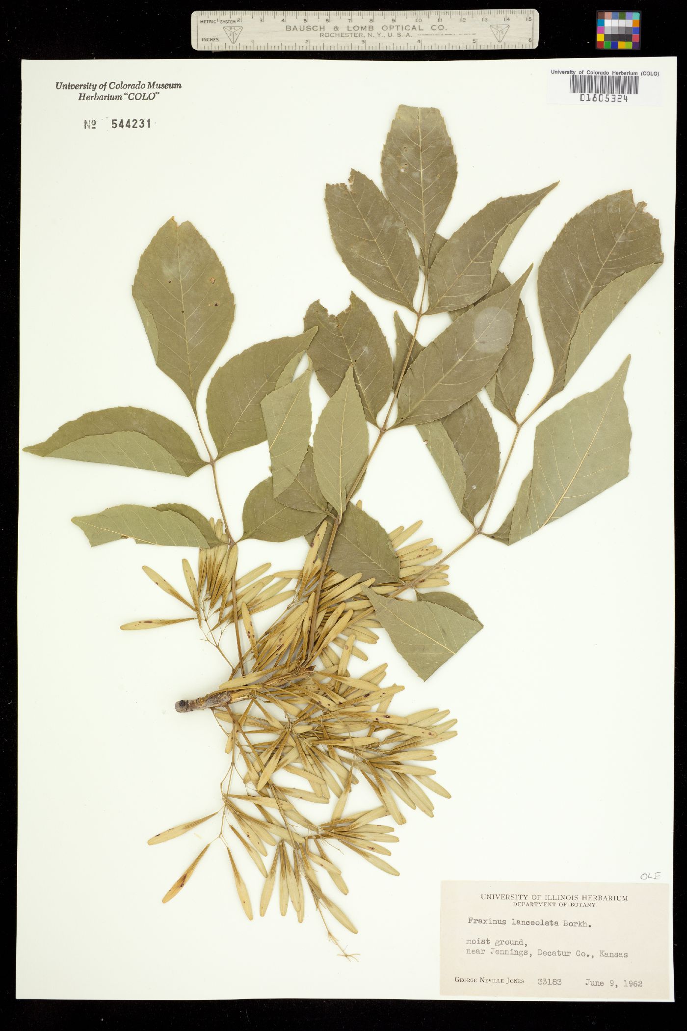 Fraxinus pennsylvanica image