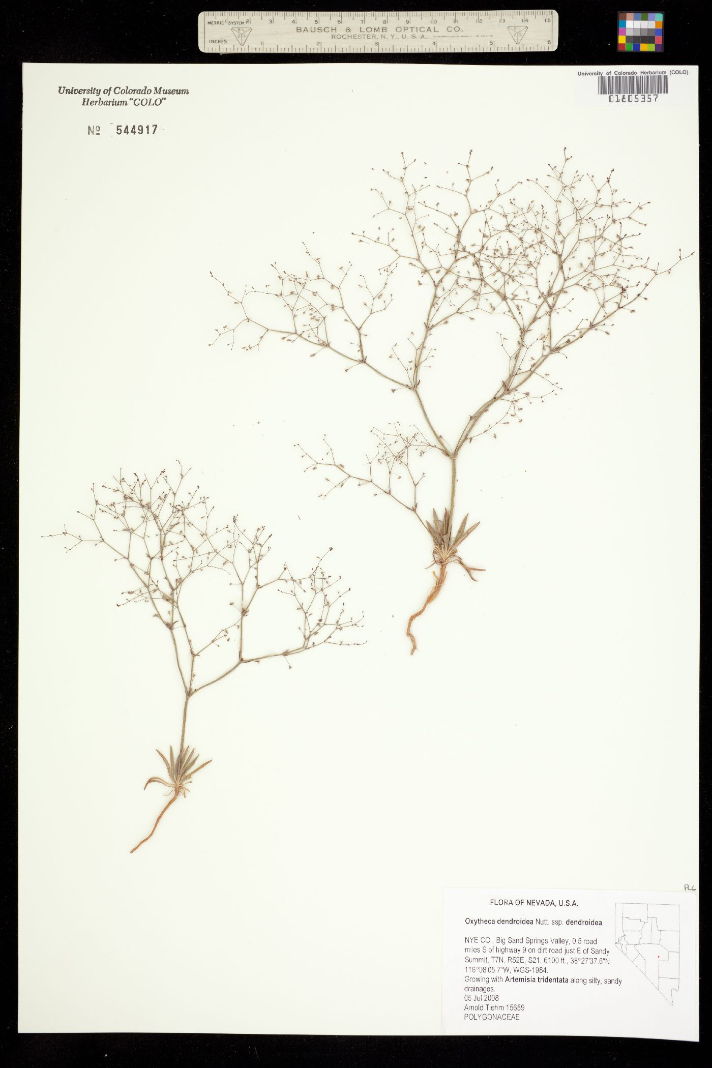 Oxytheca dendroidea image