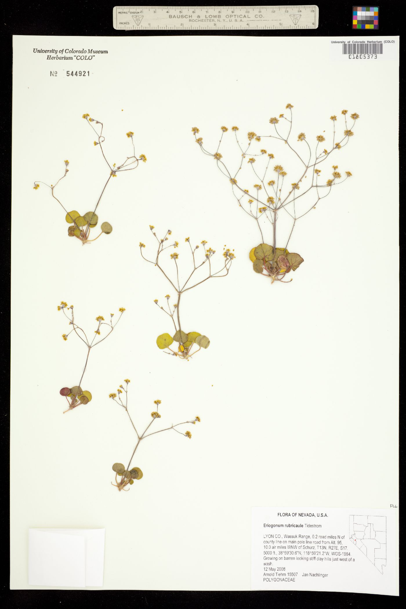 Eriogonum rubricaule image