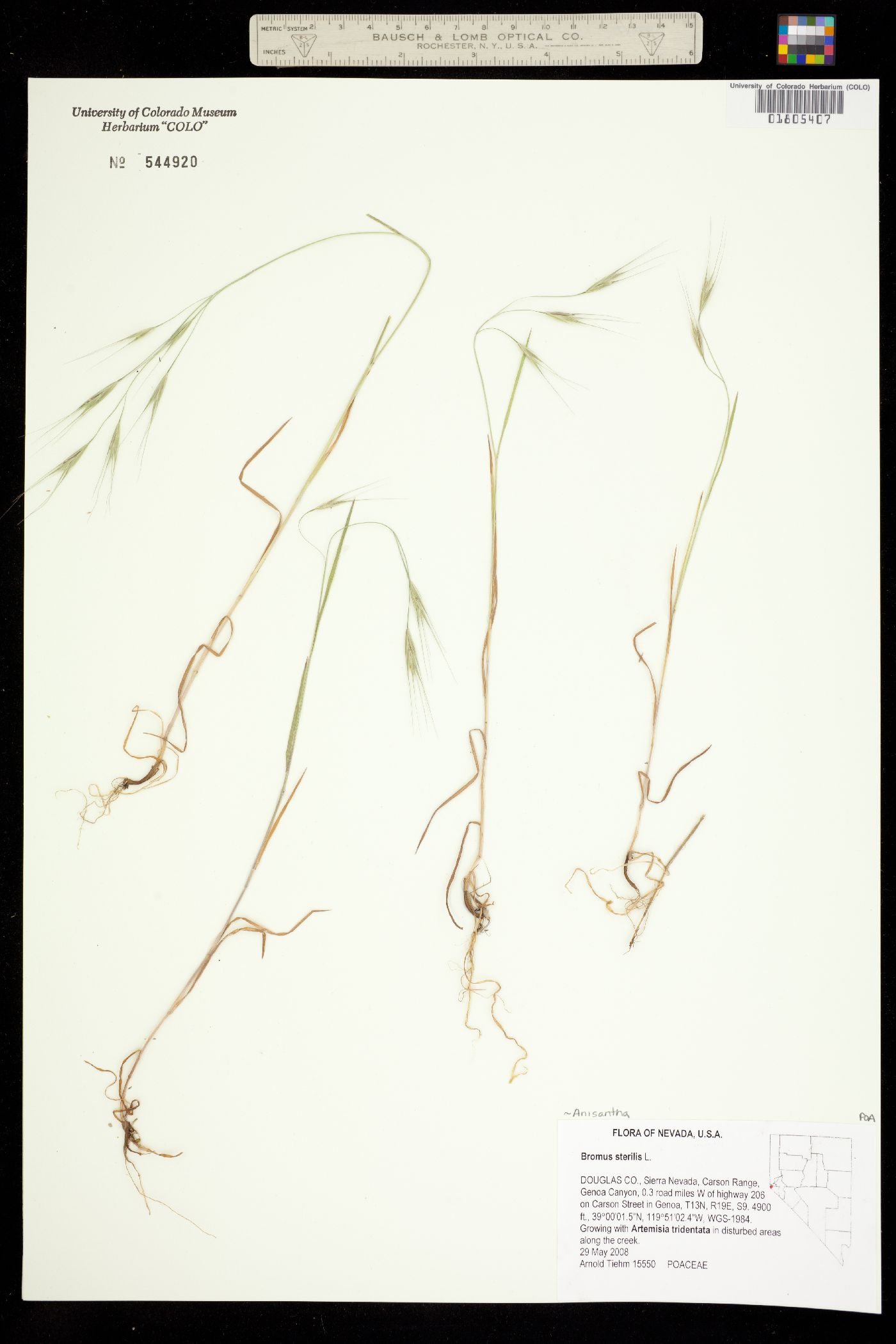 Bromus sterilis image