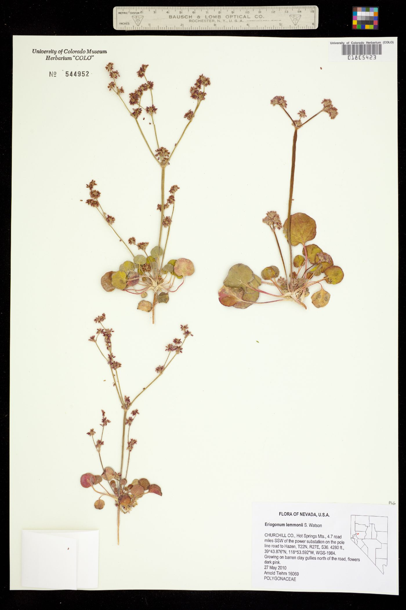 Eriogonum lemmonii image