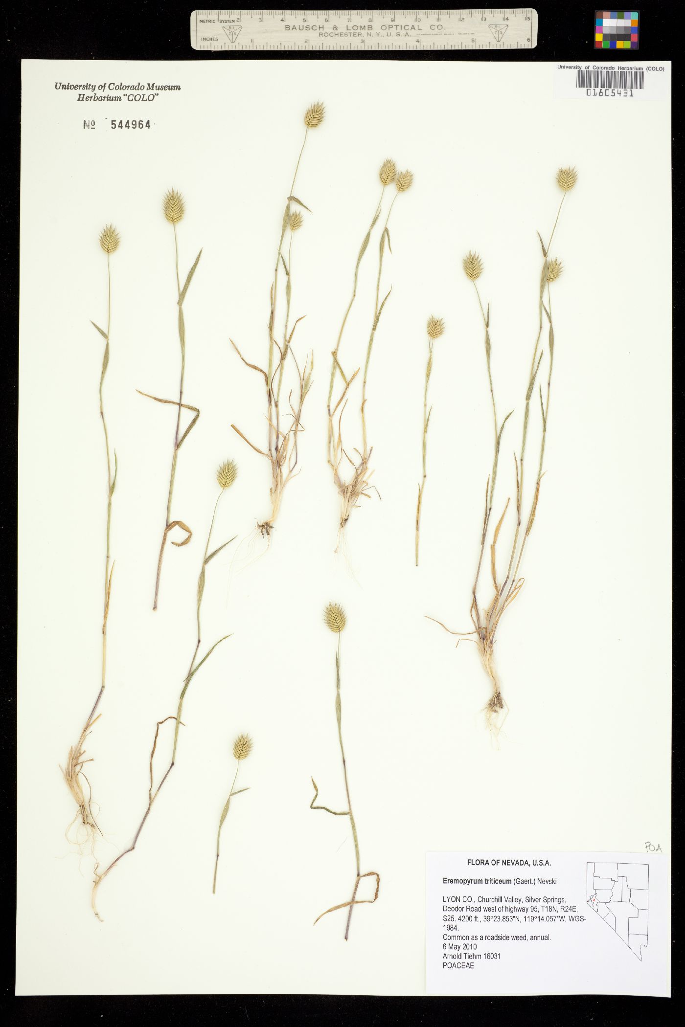 Eremopyrum triticeum image