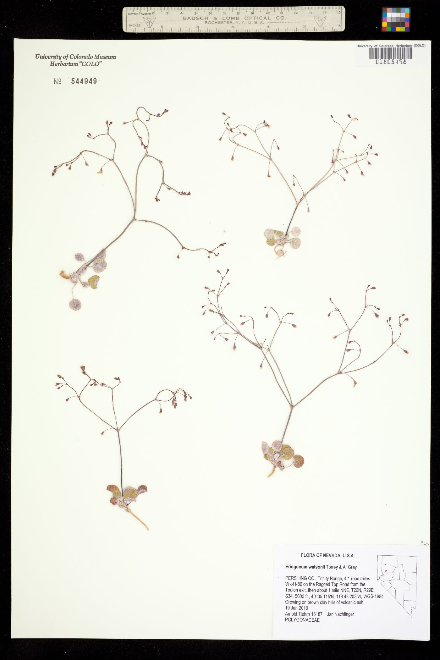 Eriogonum watsonii image