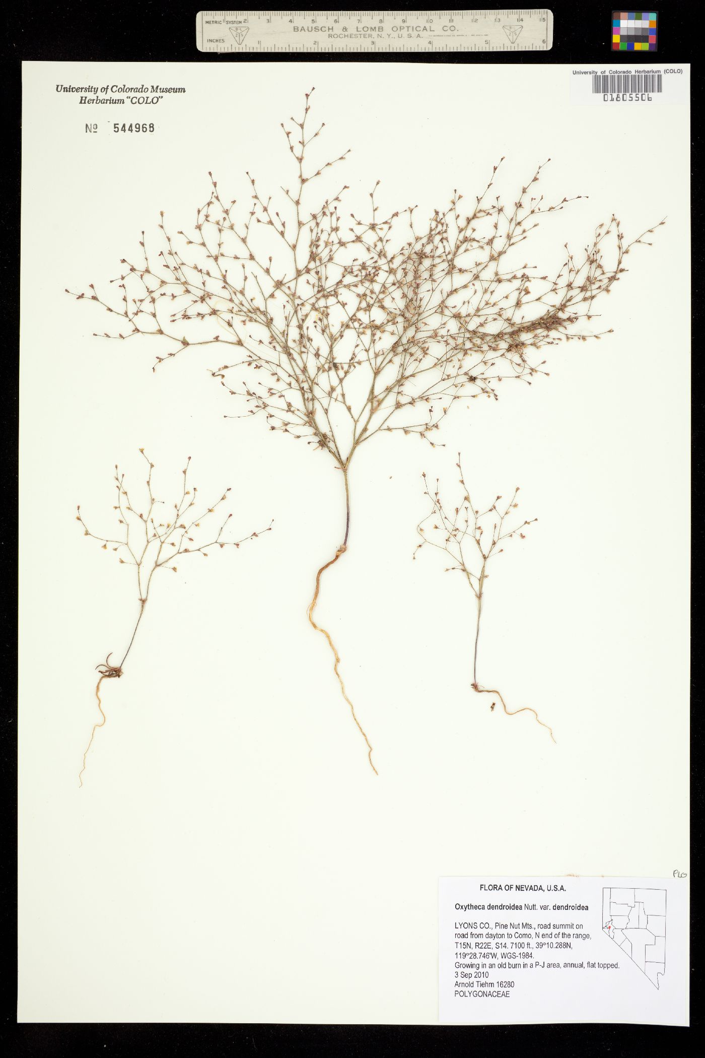 Oxytheca dendroidea image