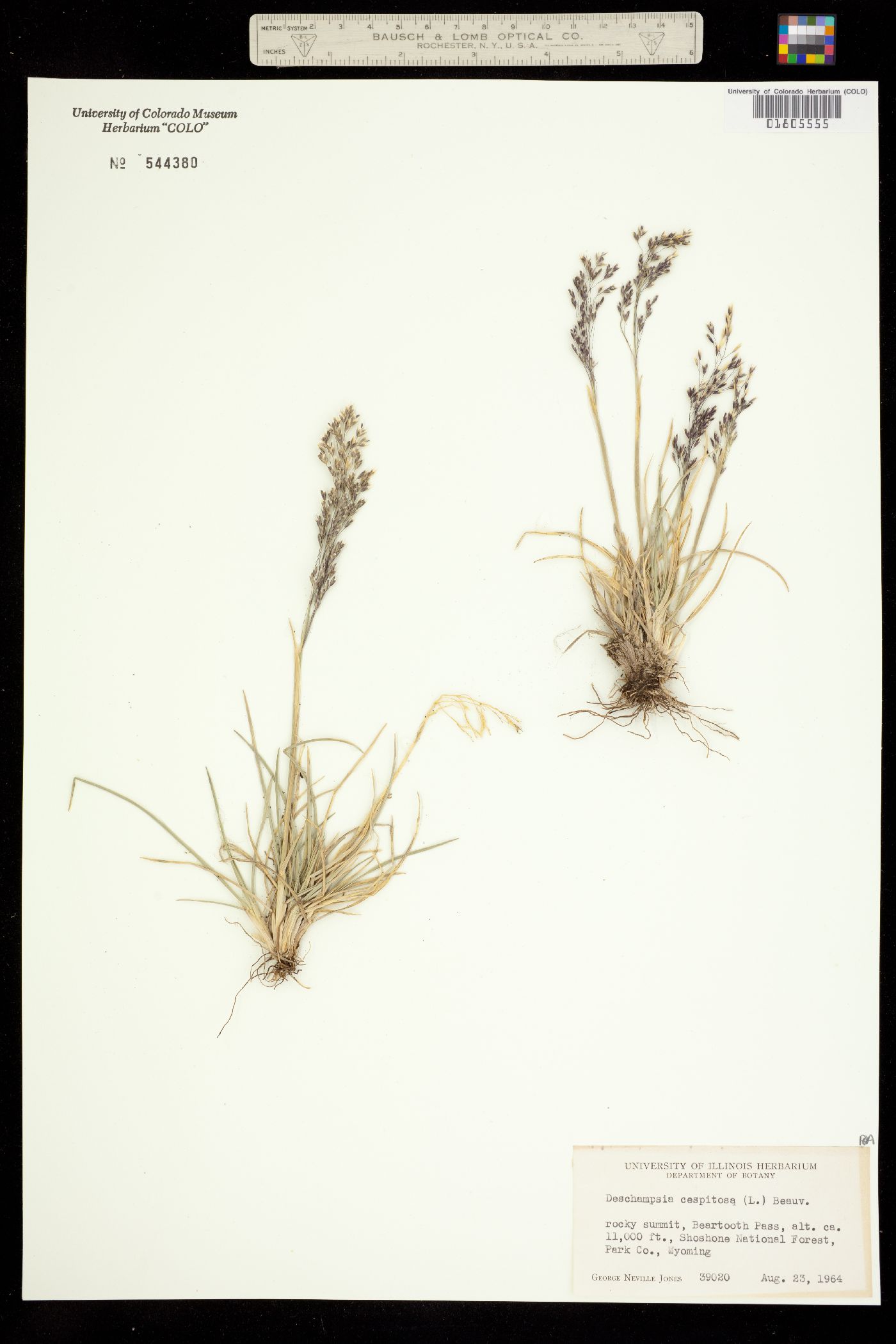 Deschampsia cespitosa image