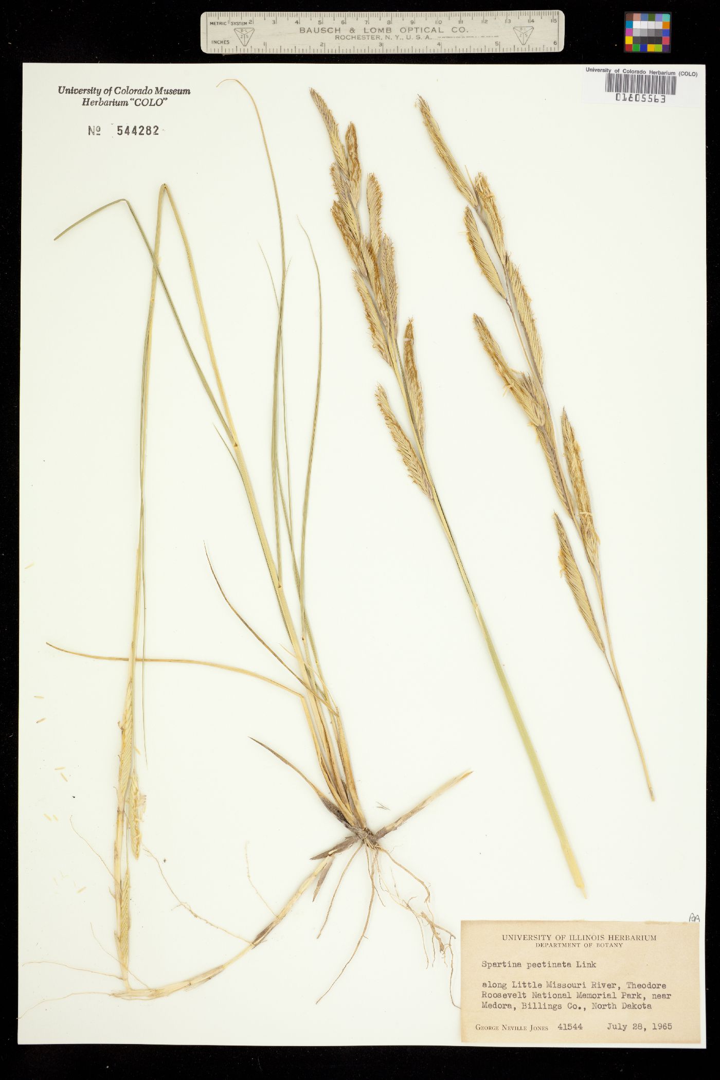 Spartina pectinata image