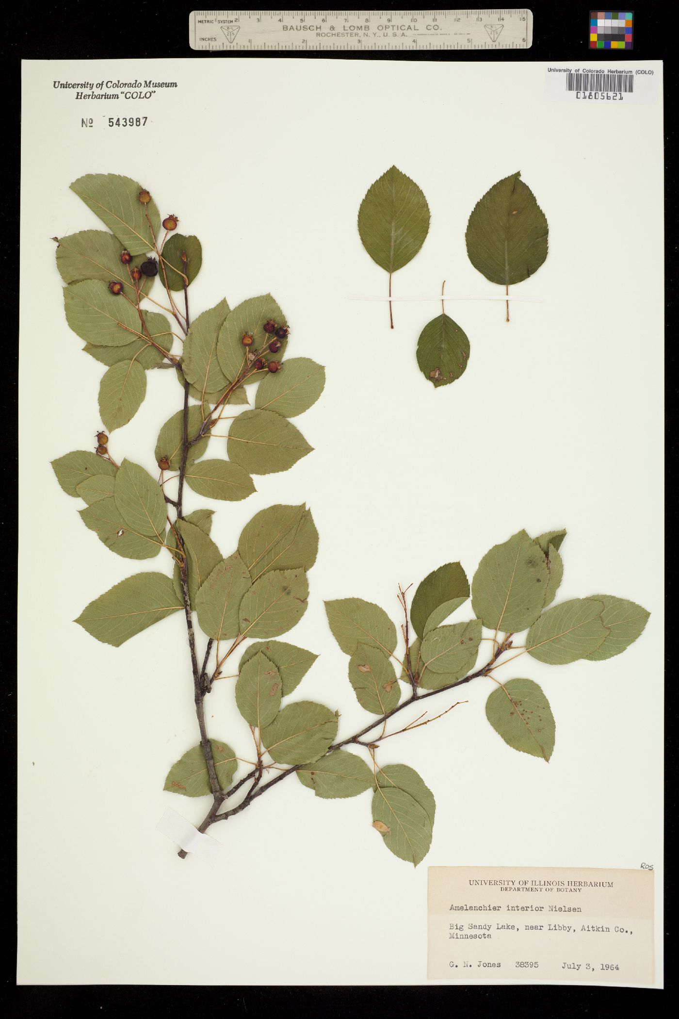 Amelanchier interior image