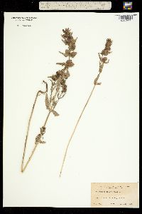 Image of Rhinanthus kyrolliae