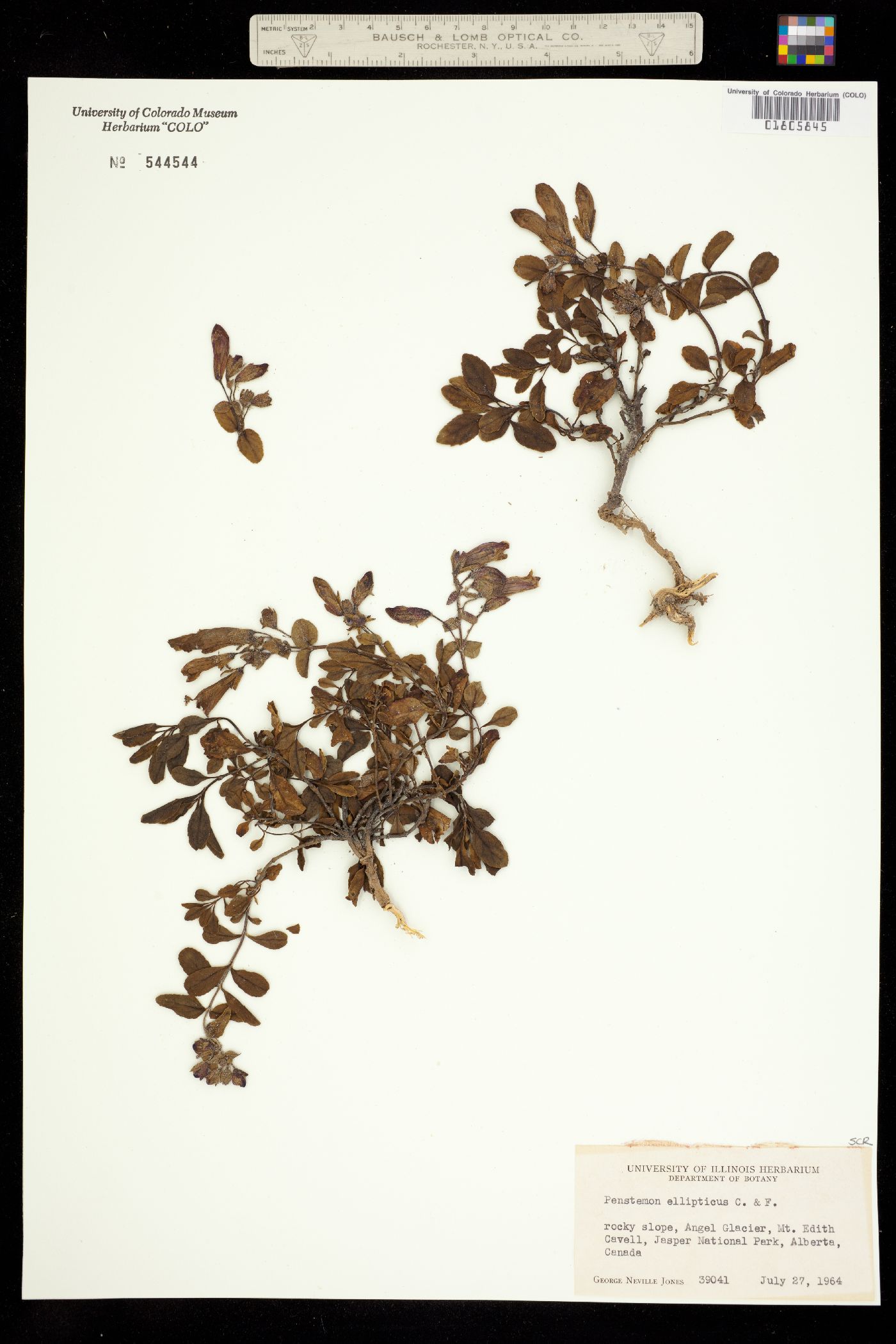 Penstemon ellipticus image