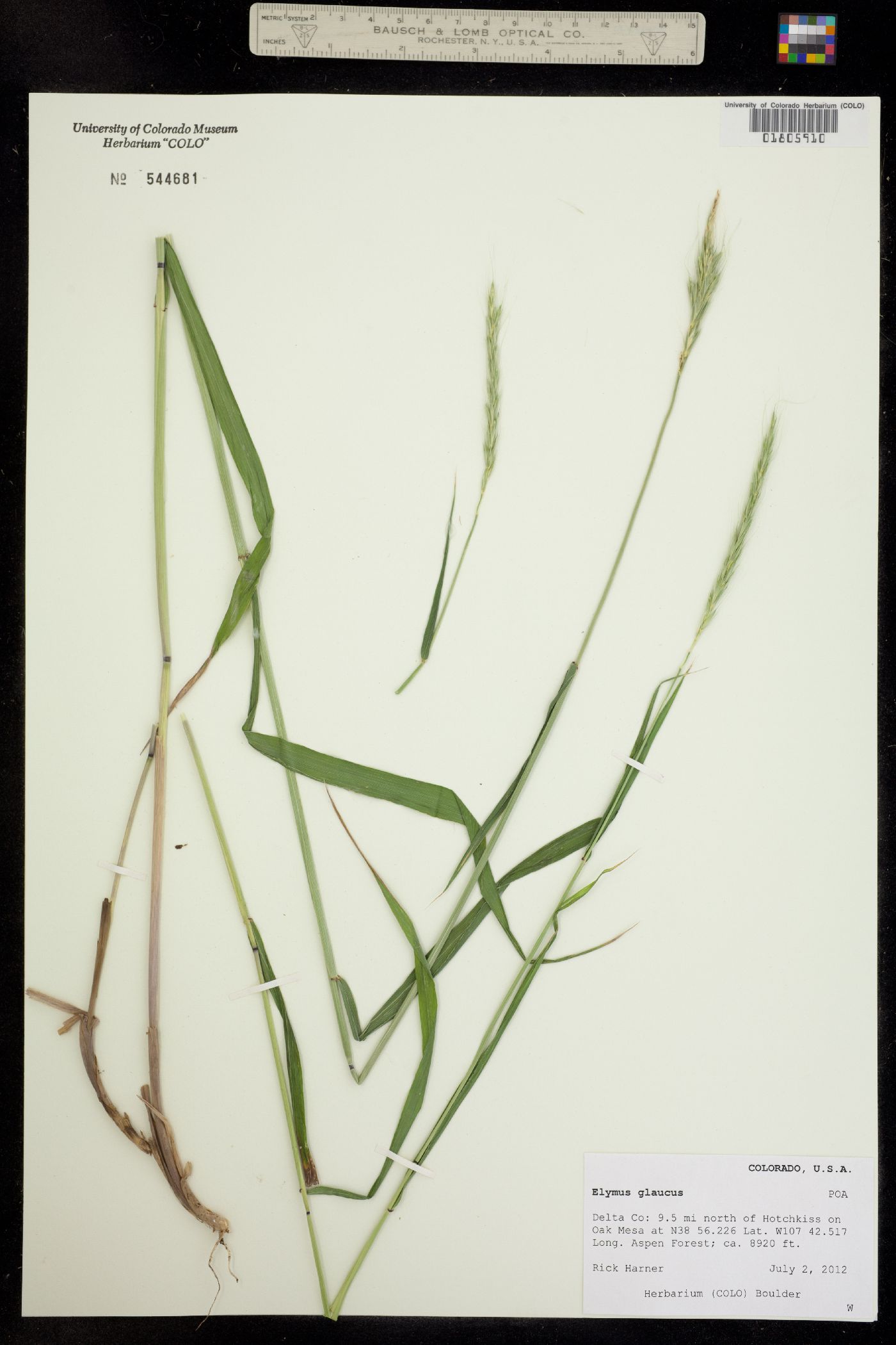 Elymus glaucus image