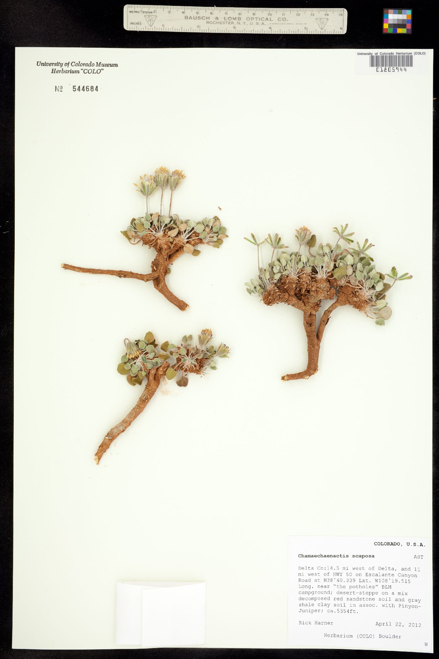 Chamaechaenactis scaposa image