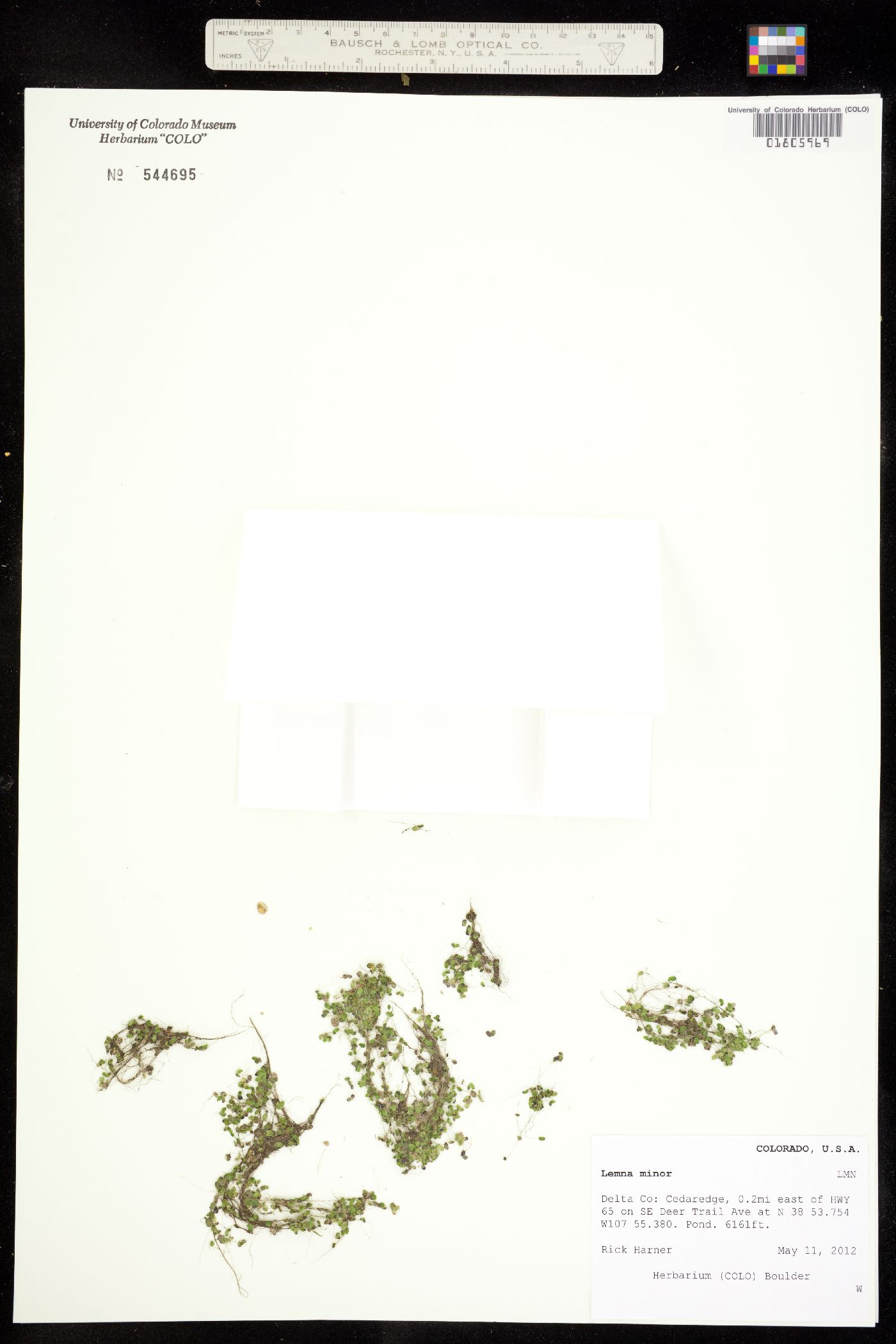 Lemna image