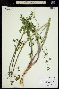 Lomatium dissectum var. multifidum image