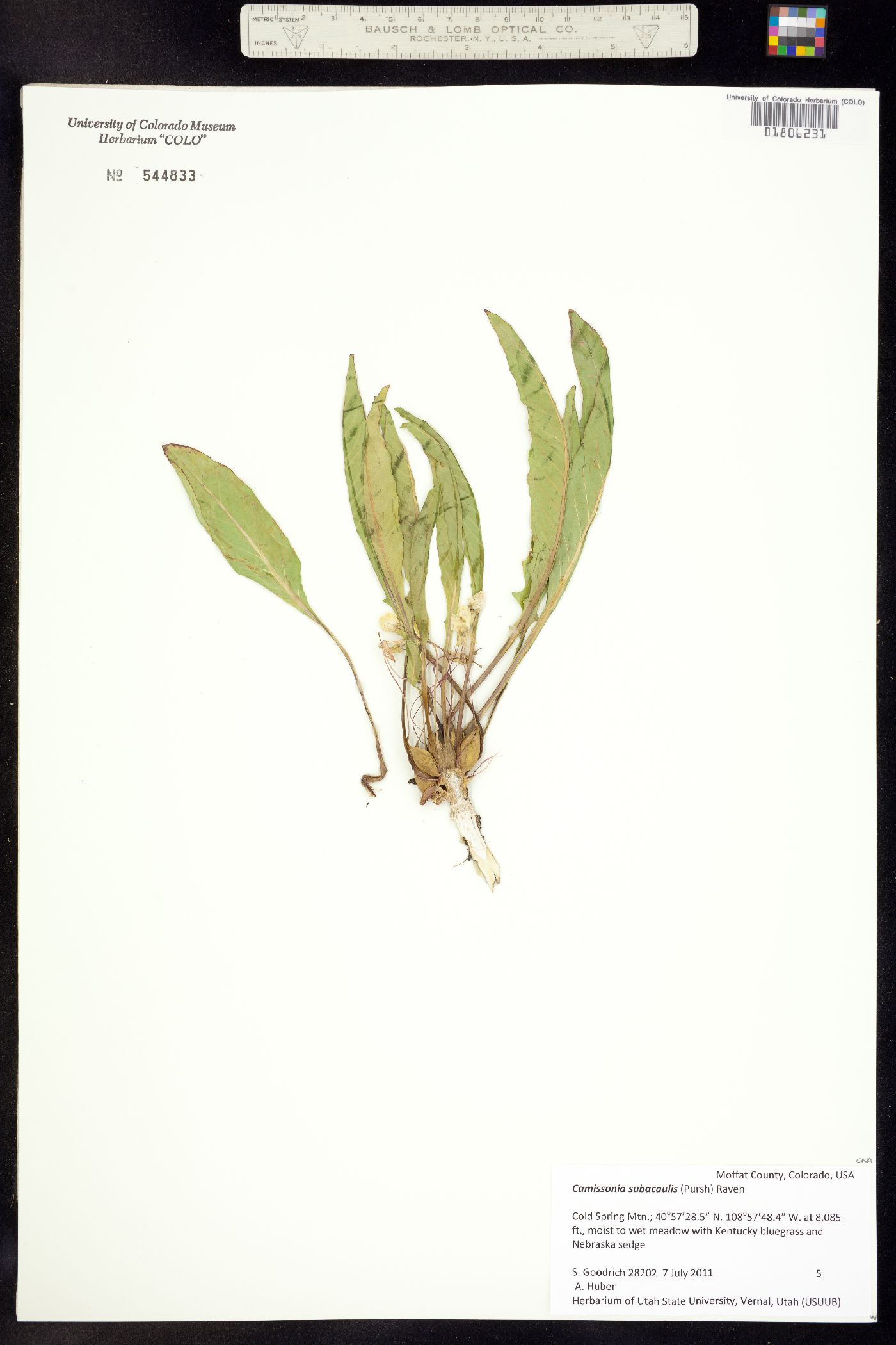 Taraxia subacaulis image