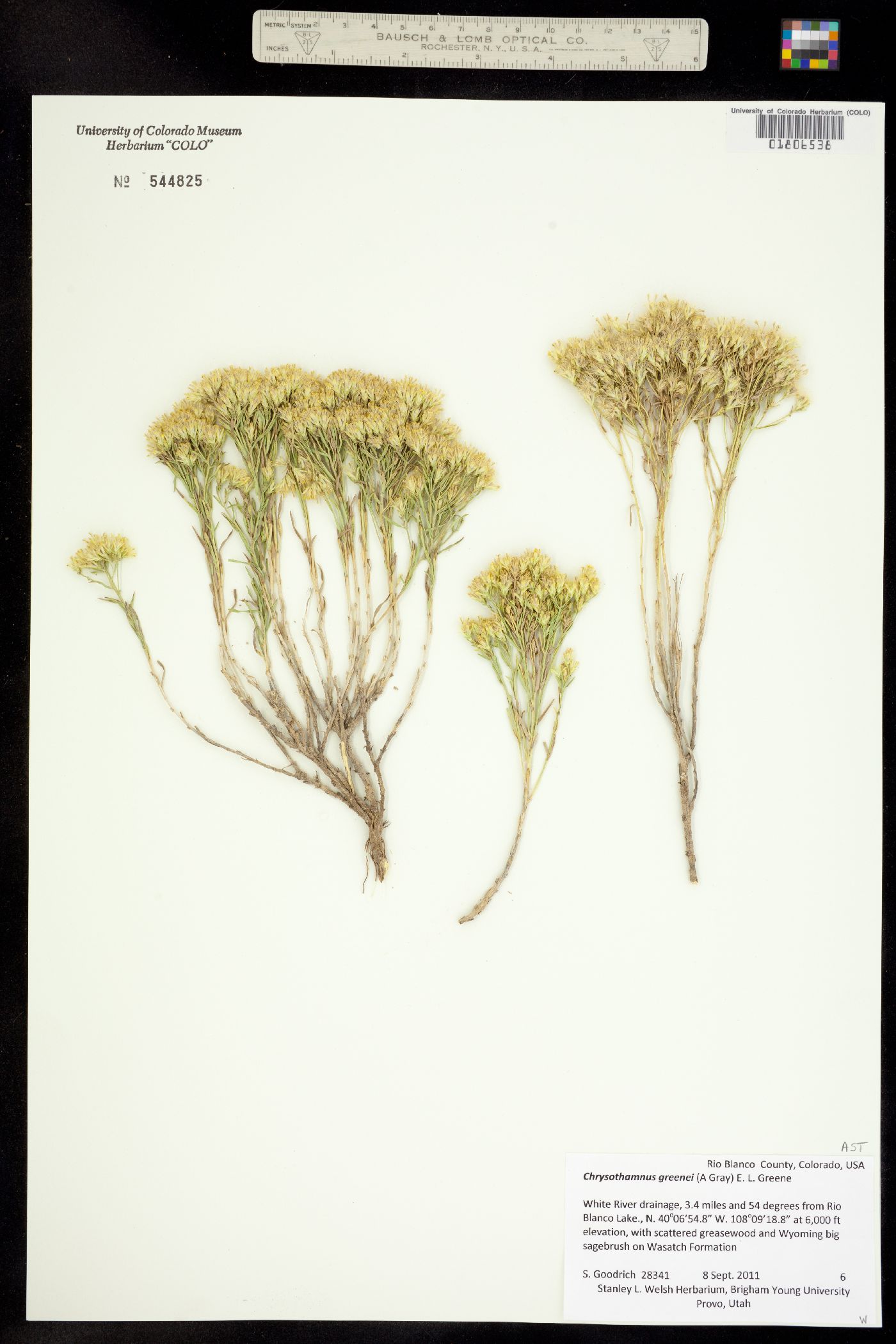 Chrysothamnus greenei image