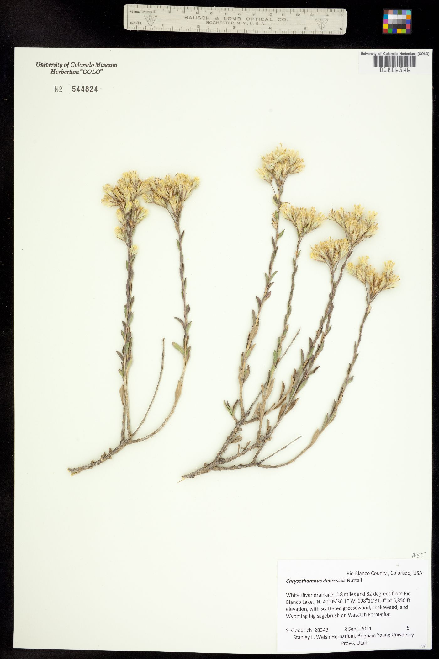 Chrysothamnus depressus image