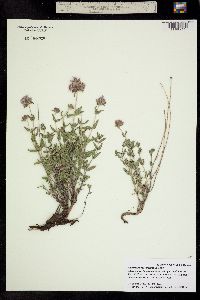 Image of Monardella odoratissima