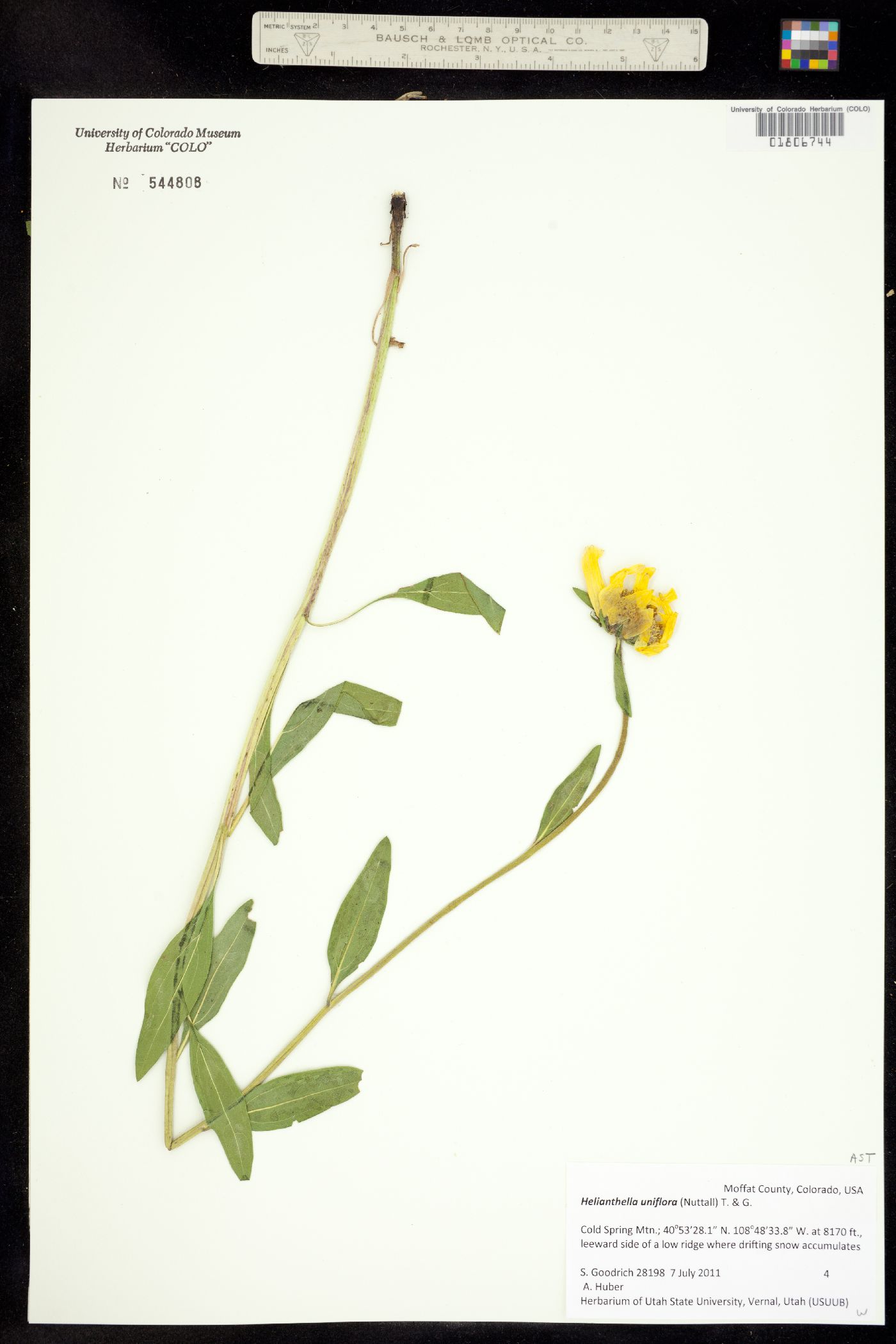 Helianthella uniflora image