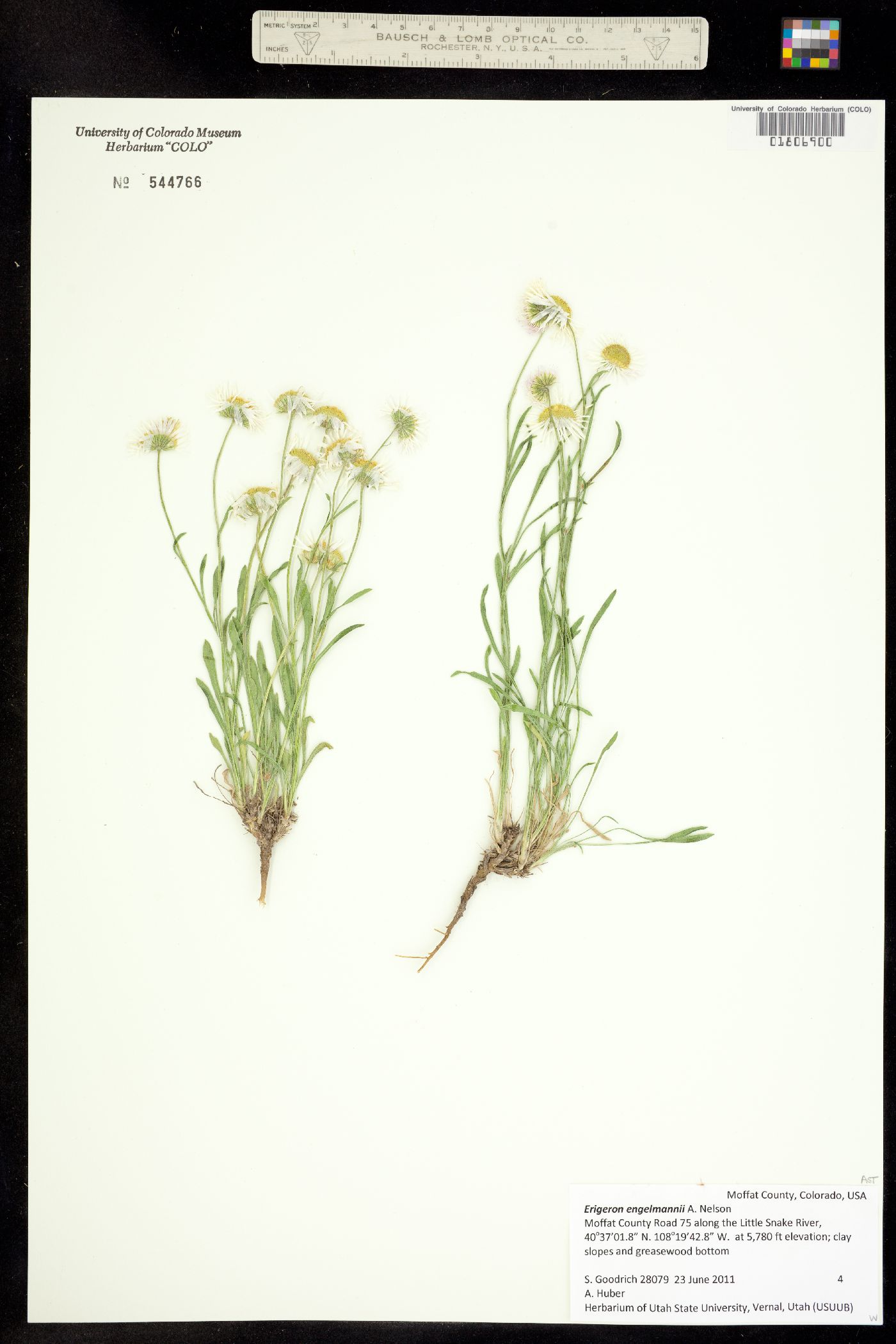 Erigeron engelmannii image