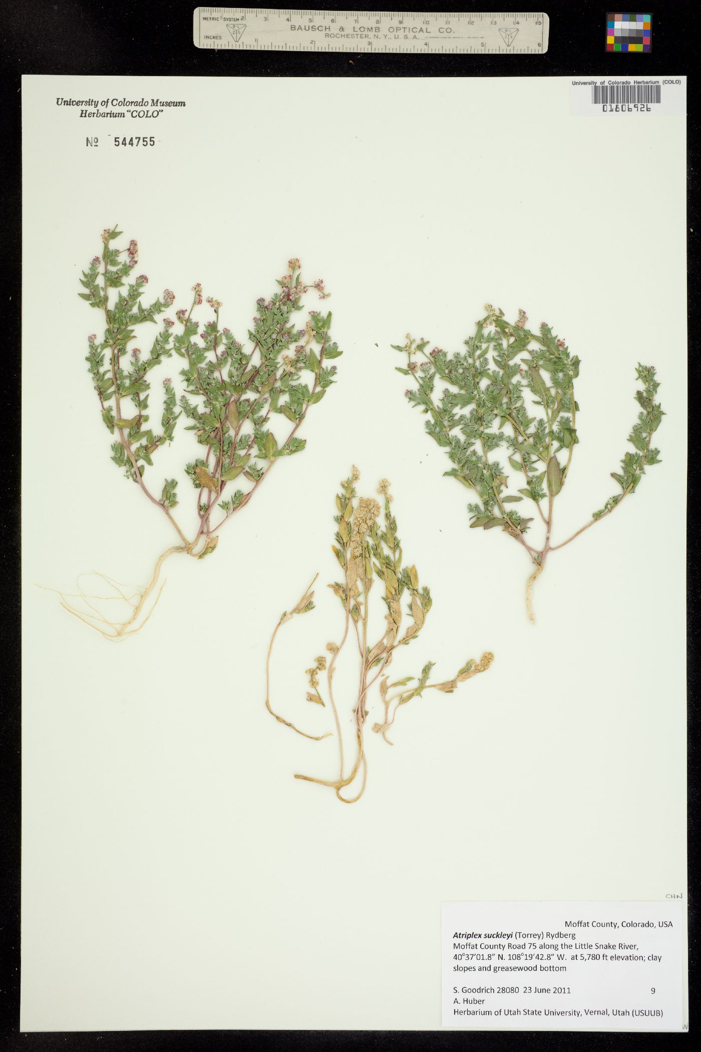 Stutzia dioica image