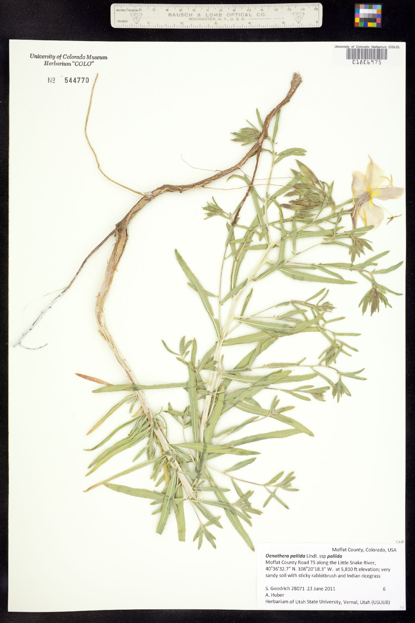 Oenothera pallida ssp. pallida image