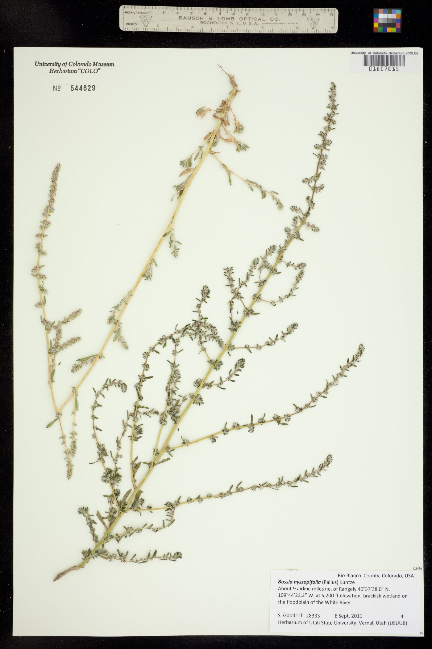Bassia hyssopifolia image